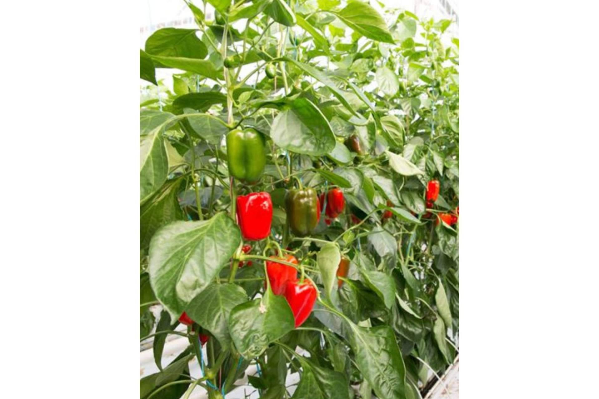 Recomendaciones esenciales para el cultivo de hortalizas con bolsas de cultivo, según Pelemix