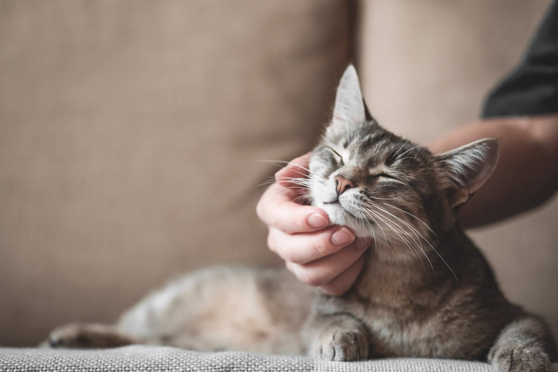 Recomendaciones y consejos de comida gatos de la mano de Era Pet food