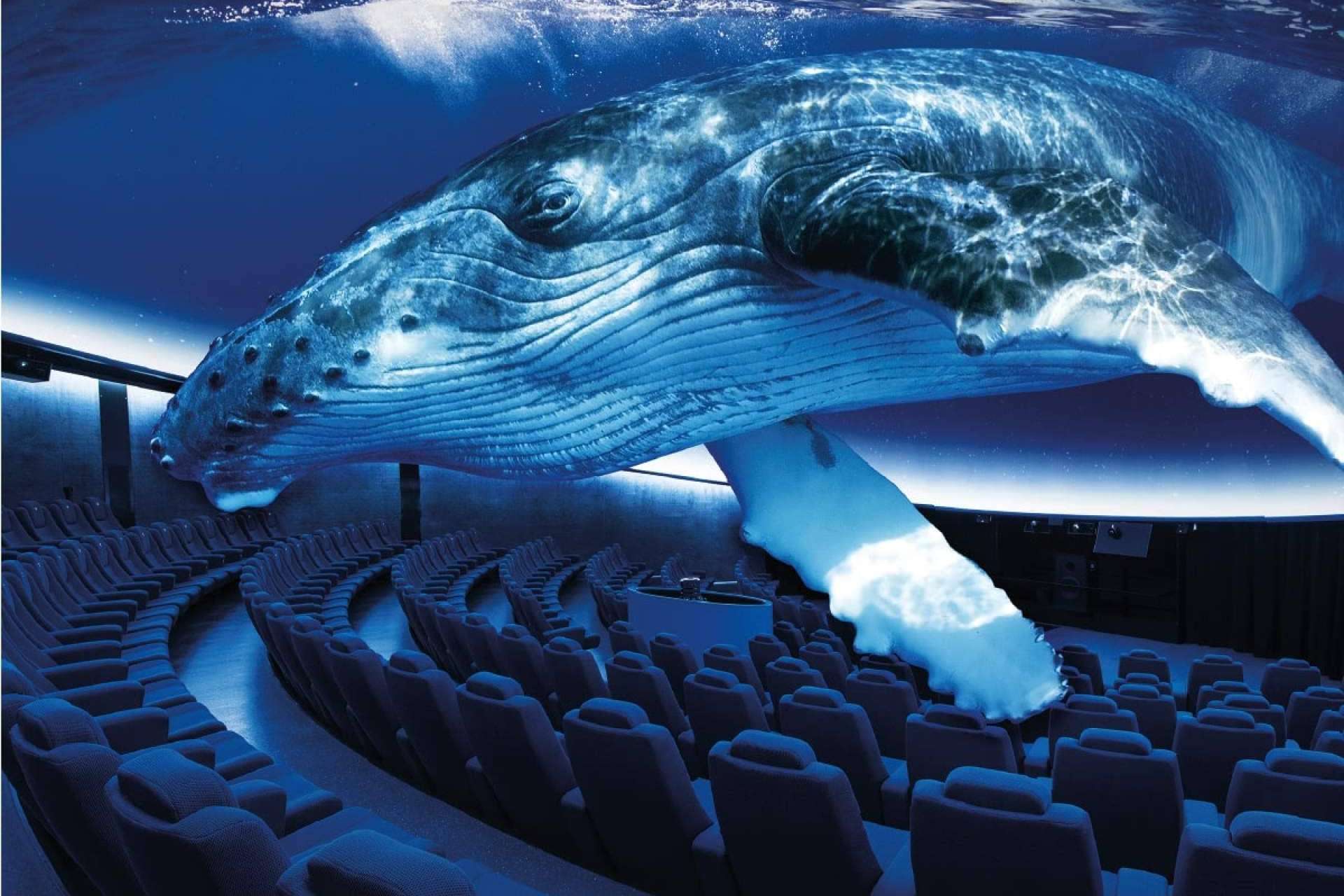 Palma Aquarium, actividades y experiencias que no pueden faltar