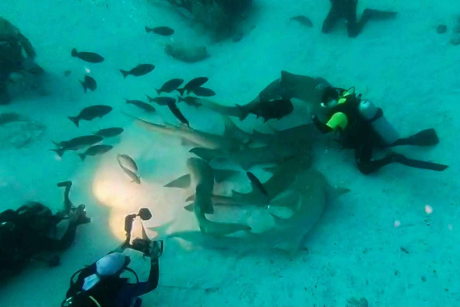 Drop Dive Maldives ofrece servicios para disfrutar de cruceros de buceo por Maldivas