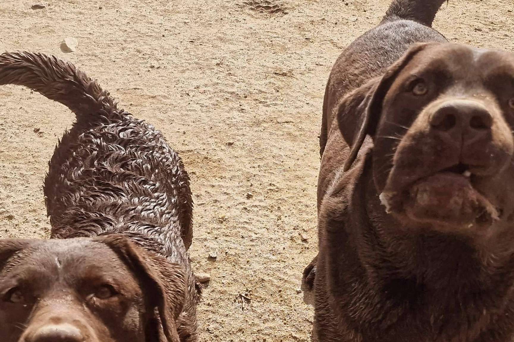 ¿Dónde encontrar una guardería de perros Madrid para que las mascotas se sientan como en casa? PERROBUENO