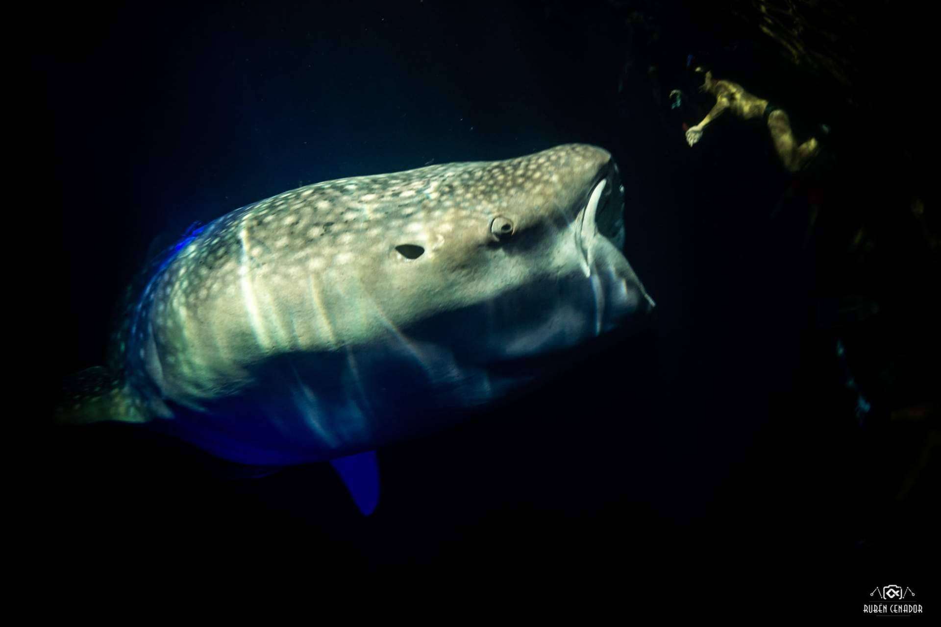 SevenBlue brinda experiencias de buceo con tiburones
