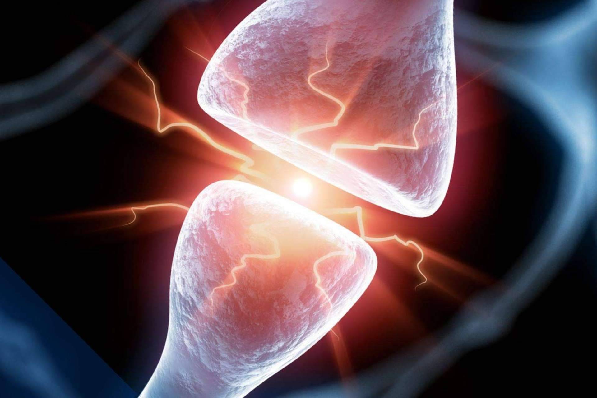 Especializaciones en neurociencia y todas sus aplicaciones, con ANE International