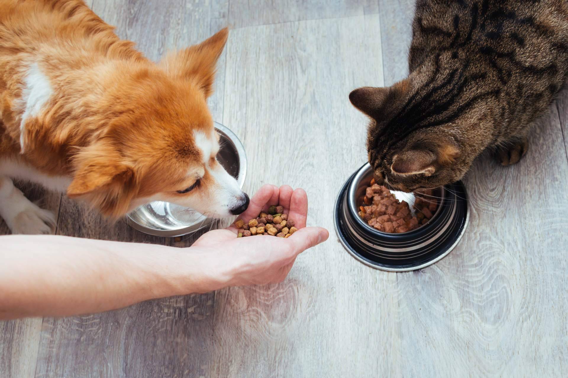 Era Pet Food, auténticos expertos en el sector de la alimentación animal