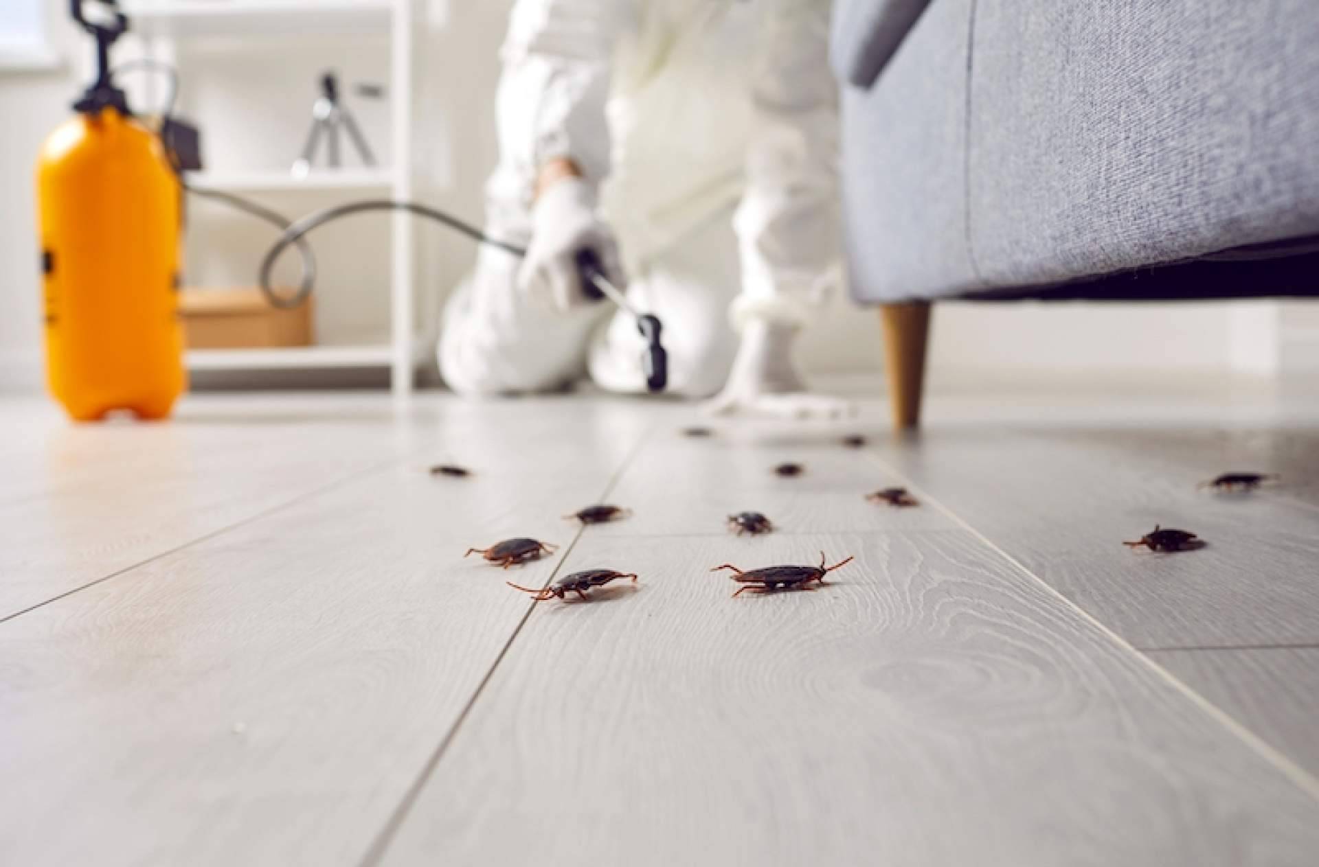 Expertos en desinfección y control de plagas en madera de la mano de Quipons
