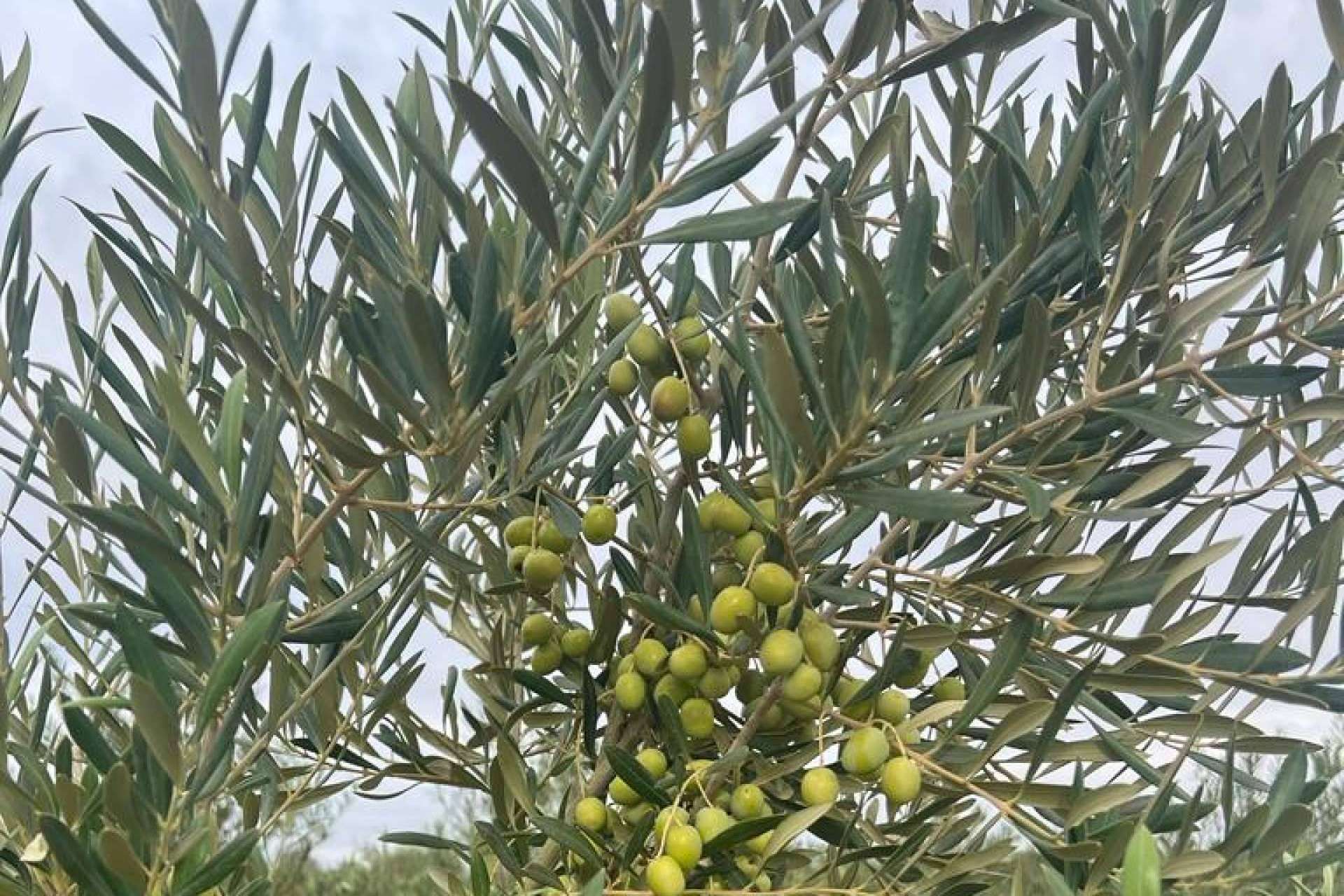 Los olivos de Arbequina en secano, cultivo mecanizado y sostenible