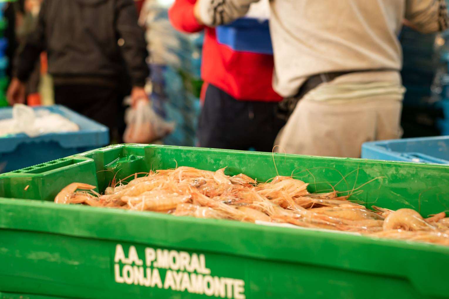 La gamba blanca de Huelva que ofrece la Lonja de Ayamonte
