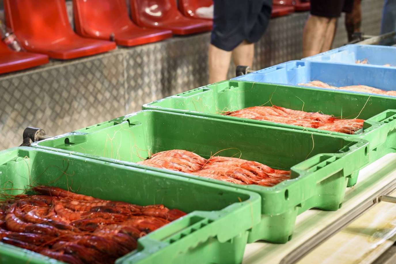 Lonja de Ayamonte vende pescado y marisco fresco en España