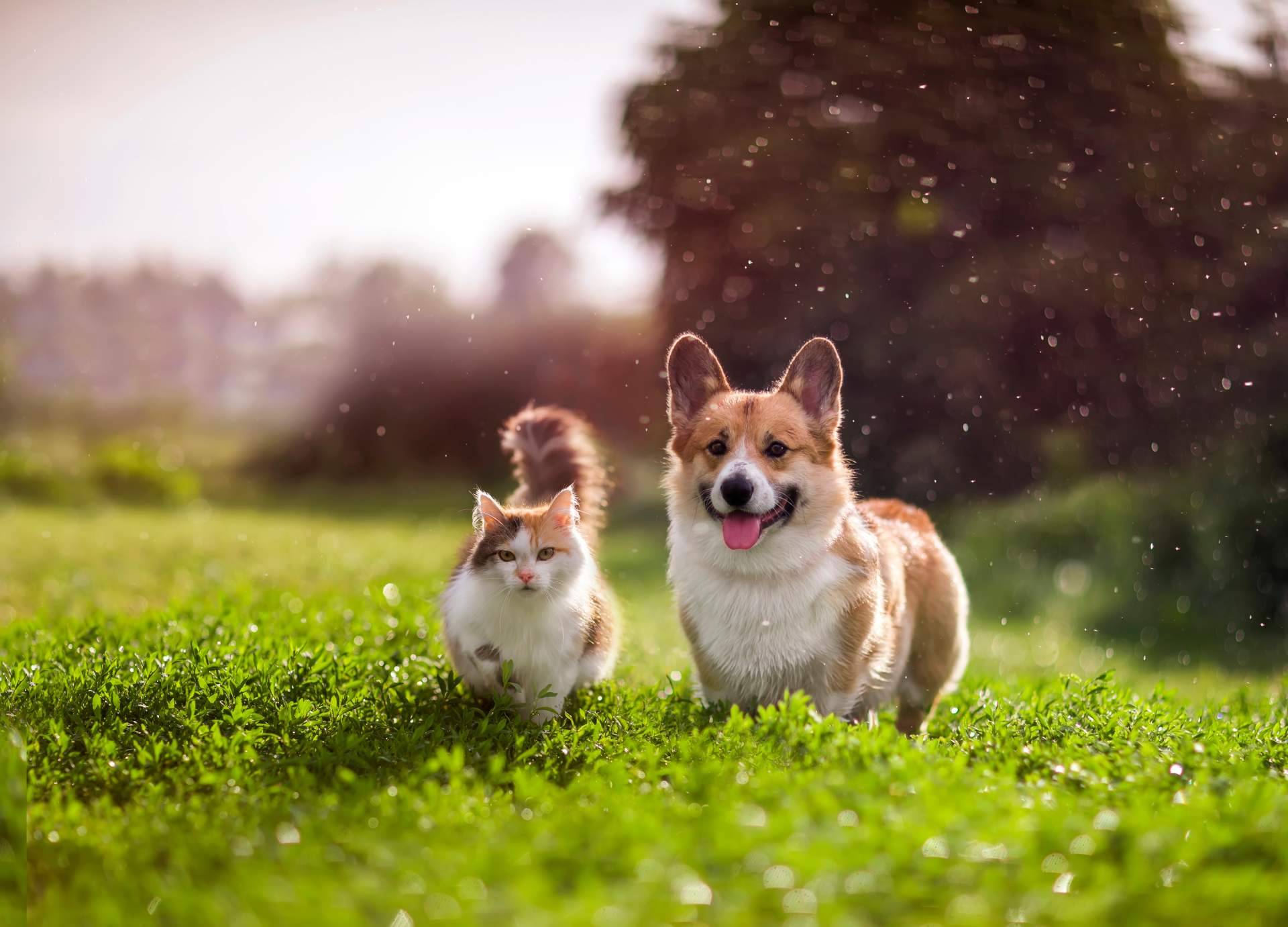Amazdog, elegida por 4° año consecutivo como la mejor app de adopciones de España