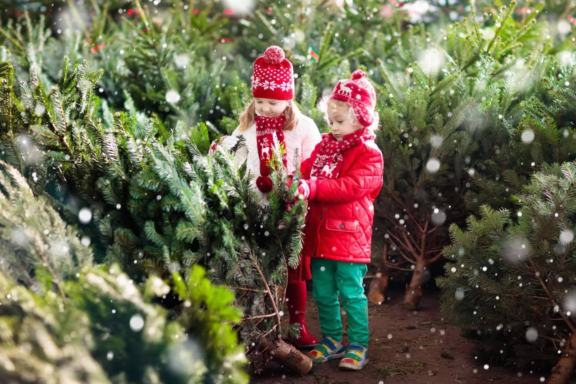 Navet propone una experiencia única con la compra de un verdadero árbol de Navidad