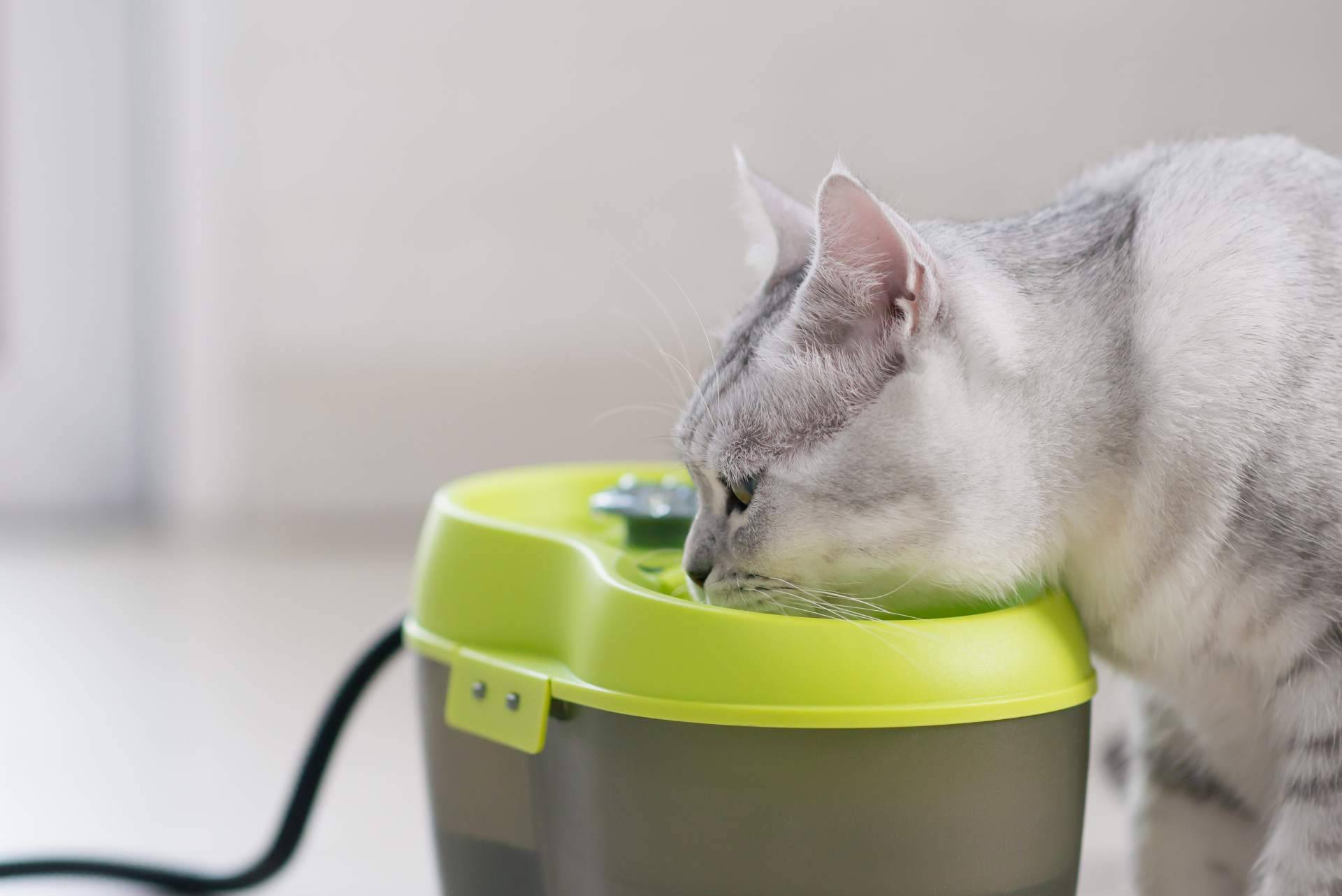 Can Xana ofrece alimentación para gatos