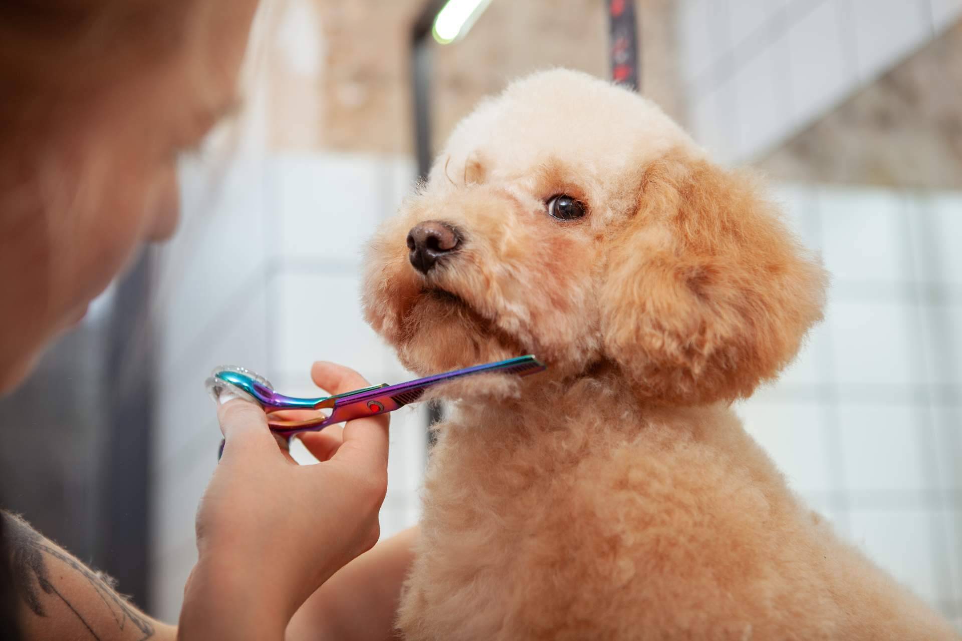 Los servicios de peluquería canina y felina que Narval Mascotas ofrece en Leganés