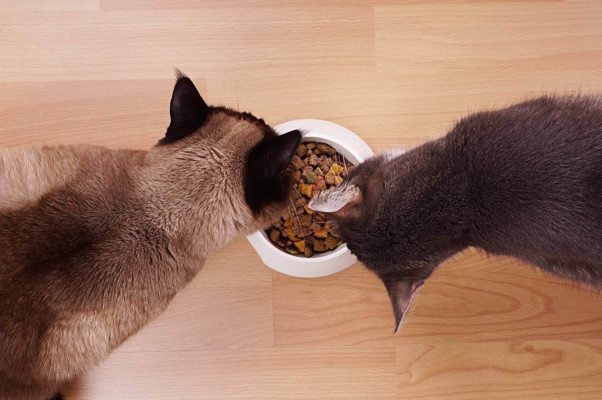 Adquirir pienso para gatos adultos de alta calidad con la firma Era Pet Food