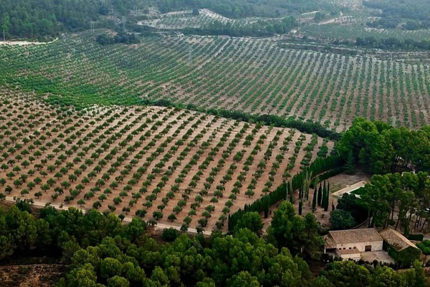 El aceite de oliva virgen extra de la finca Masía Vilaplana