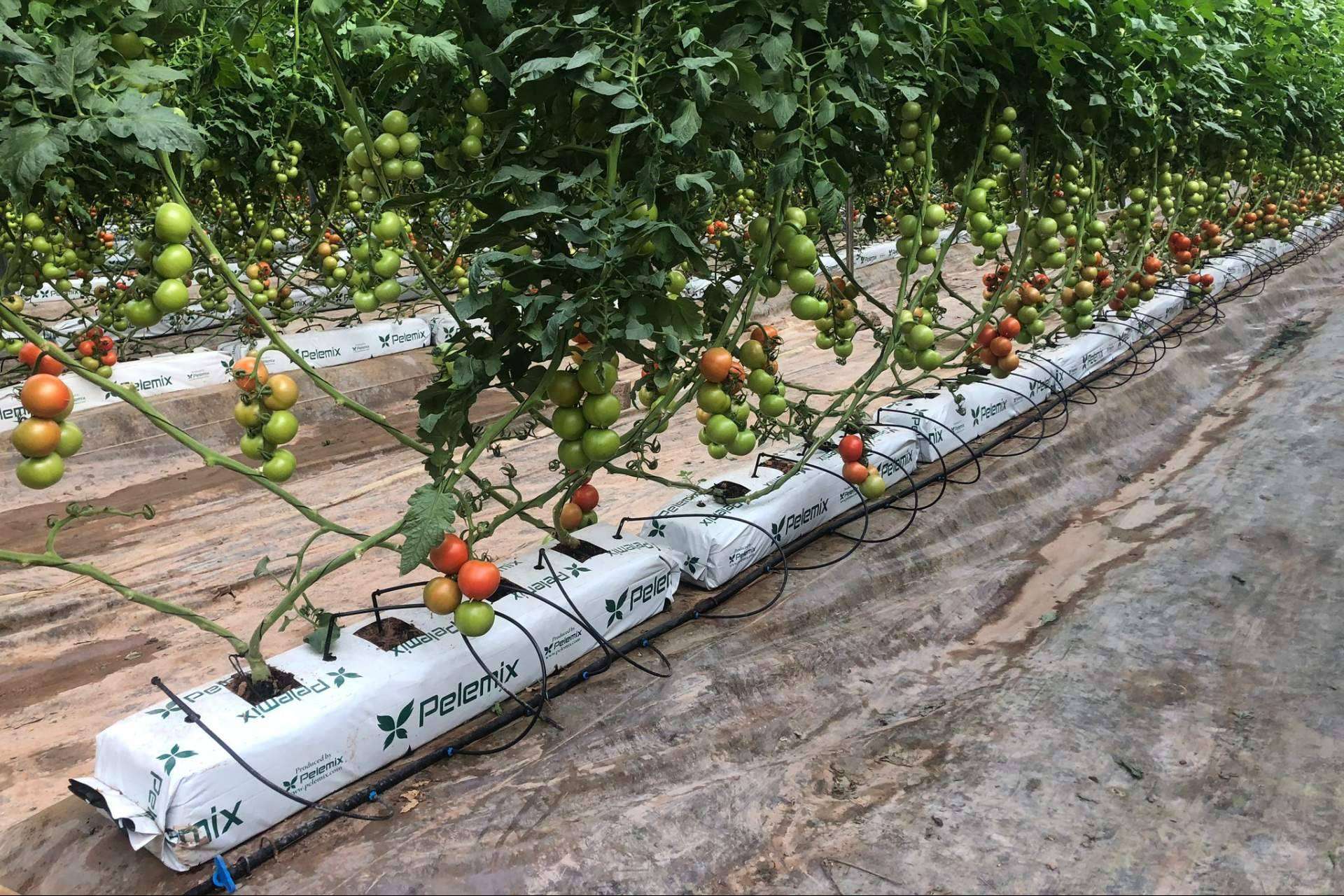 Cultivo de tomates, de la mano de Pelemix