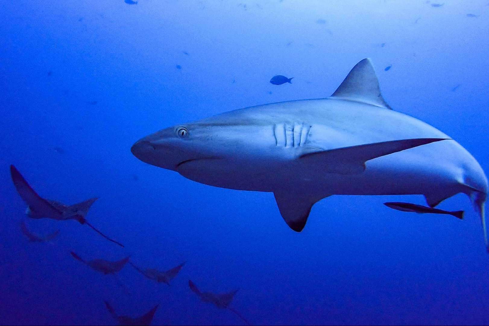 Realizar cursos de buceo en Maldivas y la posibilidad de observar tiburones, con Drop Dive Maldives