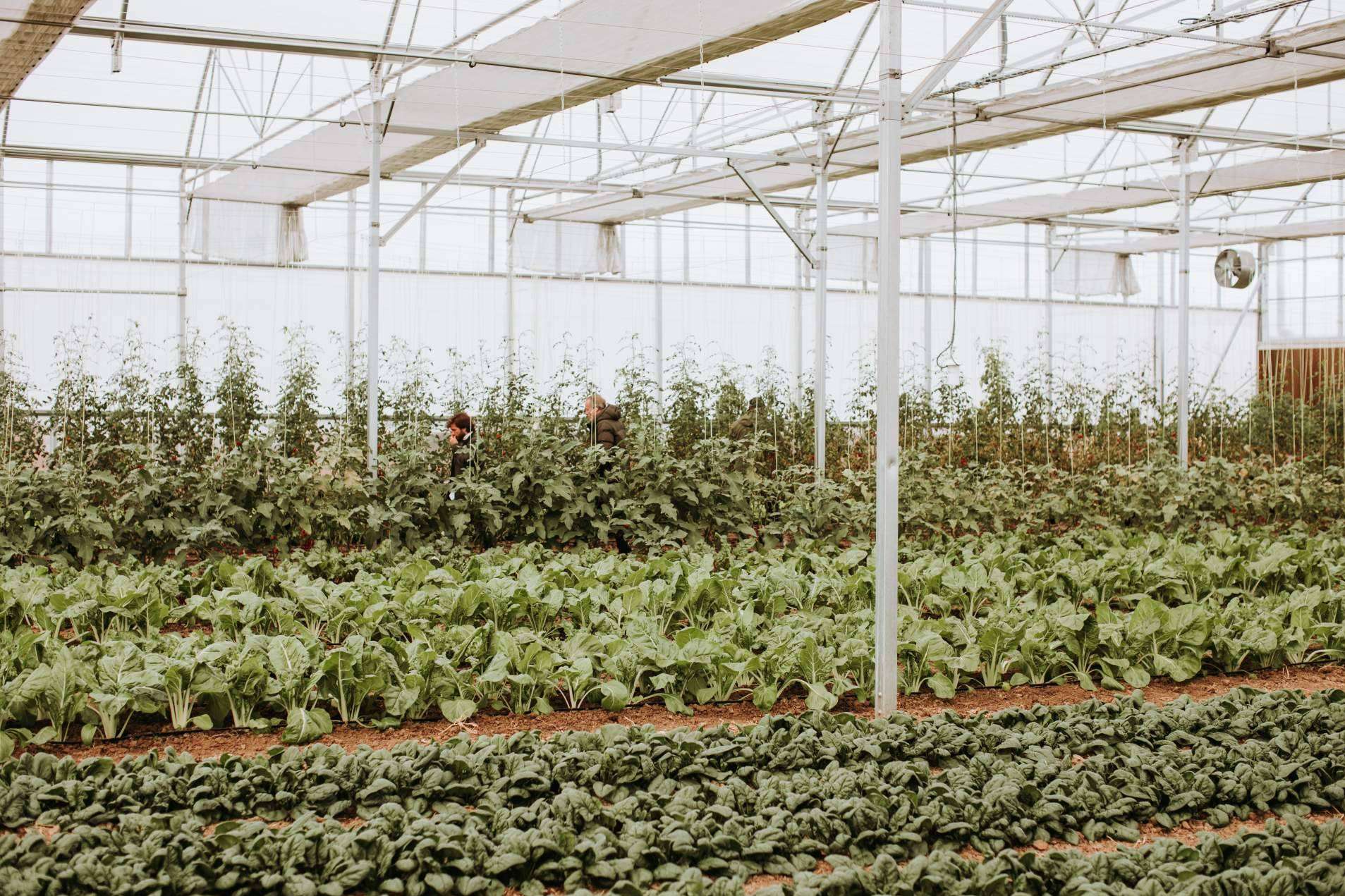 Agricooltura sostenible y ecológica con La Huerta de Hualdo
