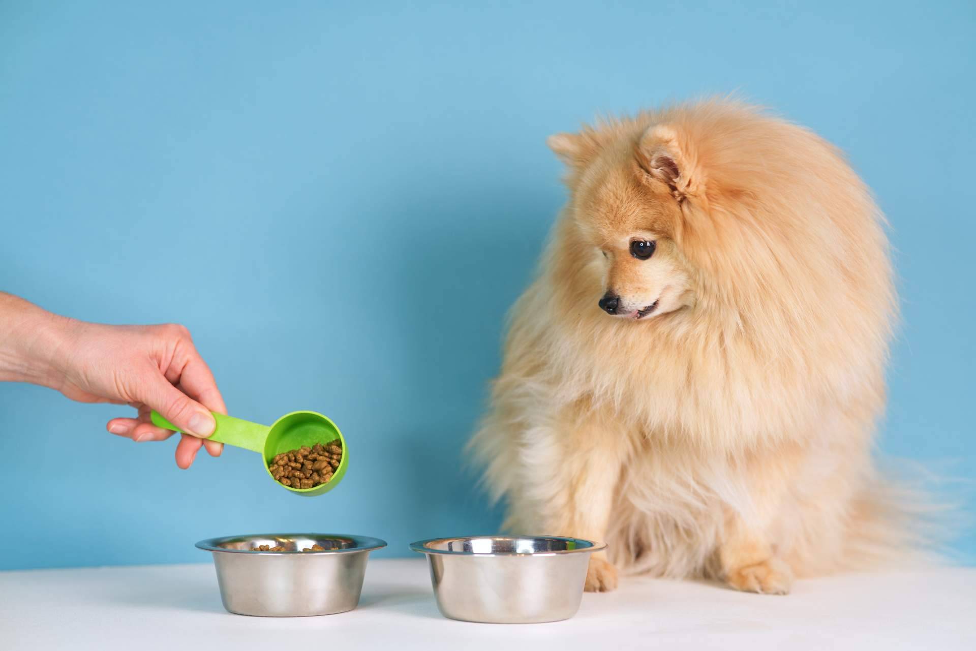 Can Xana detalla todos los beneficios de la comida para perros y gatos que ofrecen