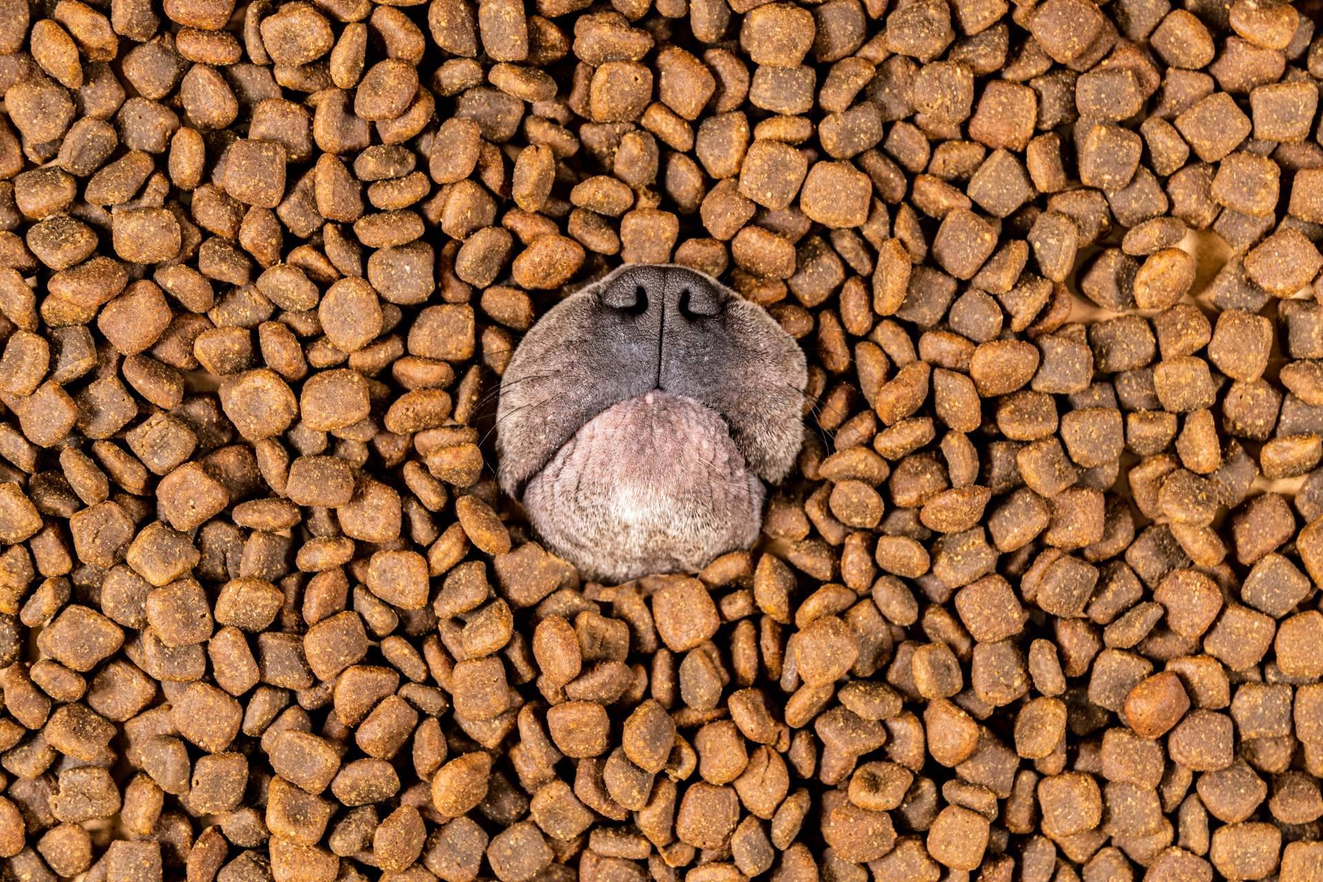 Proporcionar al compañero peludo una nutrición sobresaliente con el pienso para perros adultos de Era Pet Food