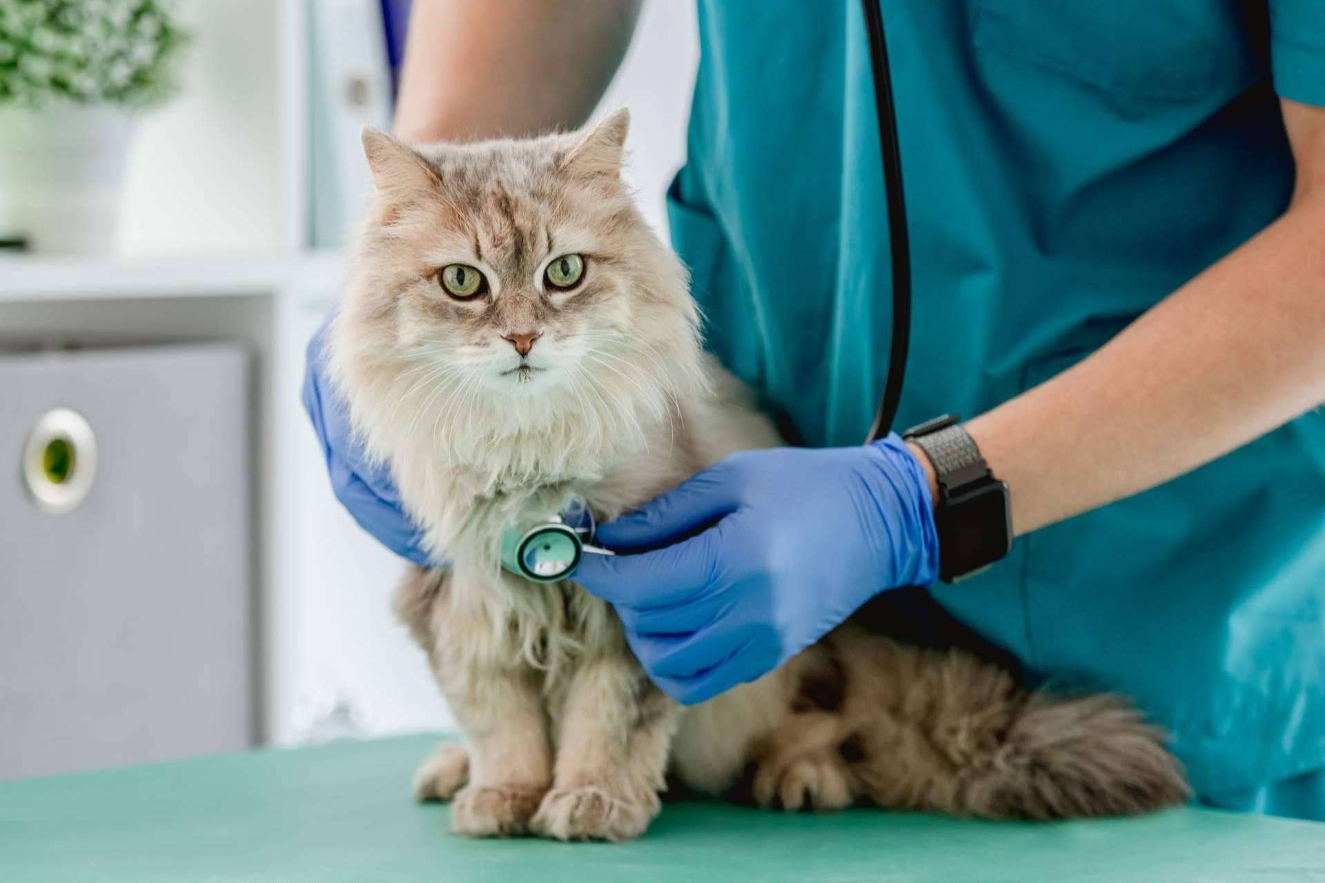 Salud y bienestar animal con Clínica Veterinaria Leganés Norte