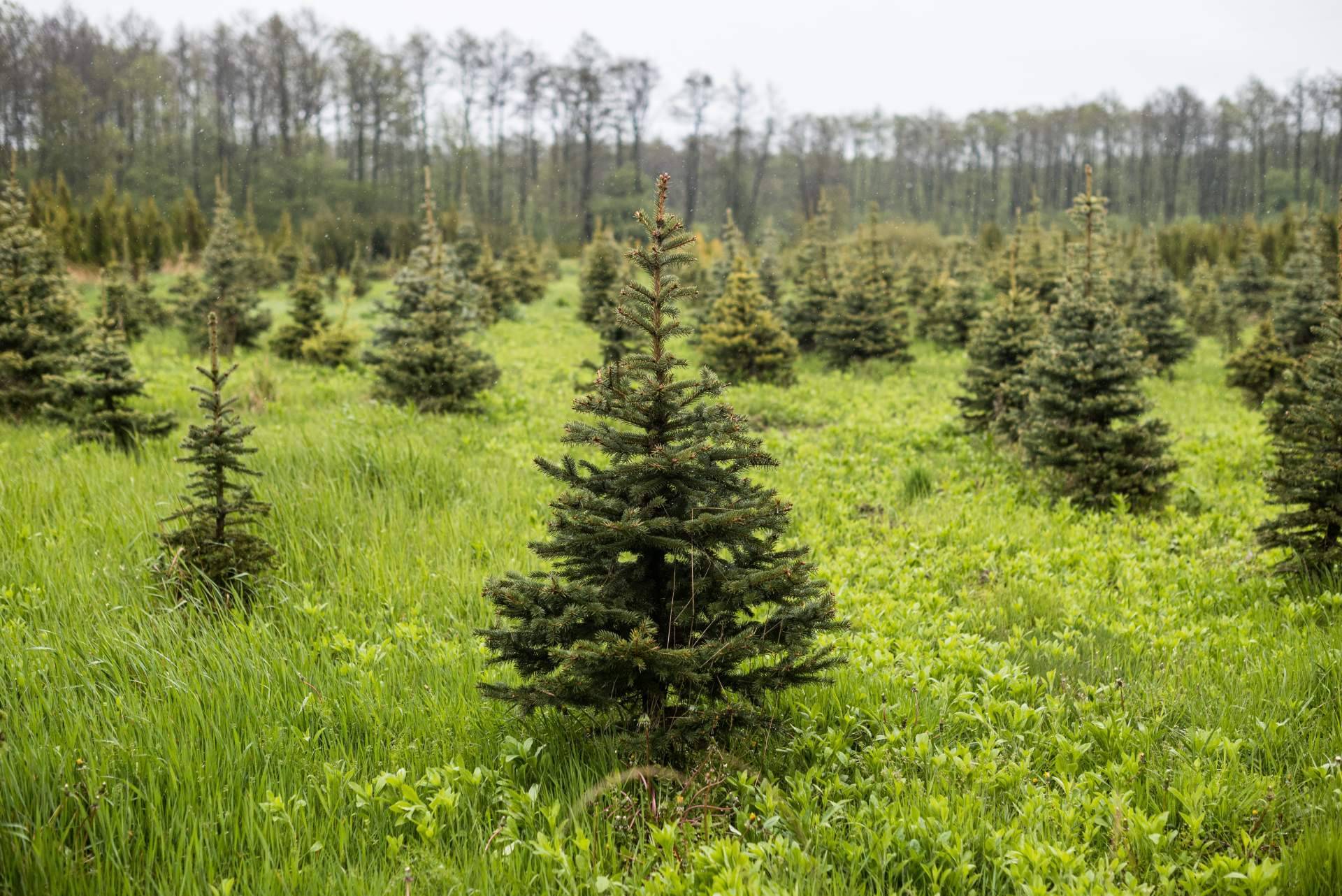 Los árboles de Navidad naturales sostenibles de Navet