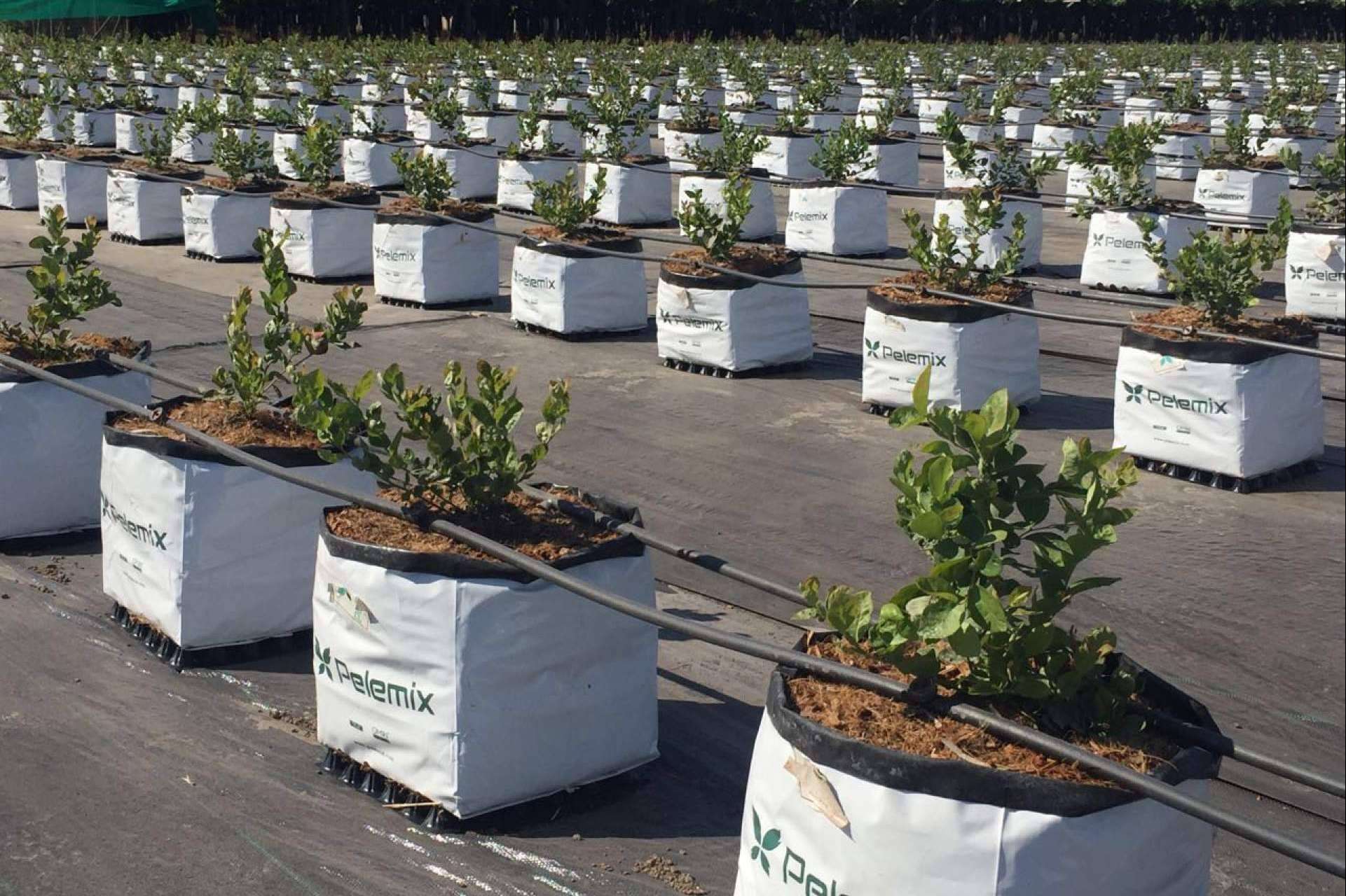 La empresa Pelemix se dedica a la producción y comercialización de sustratos de coco de calidad para la agricultura