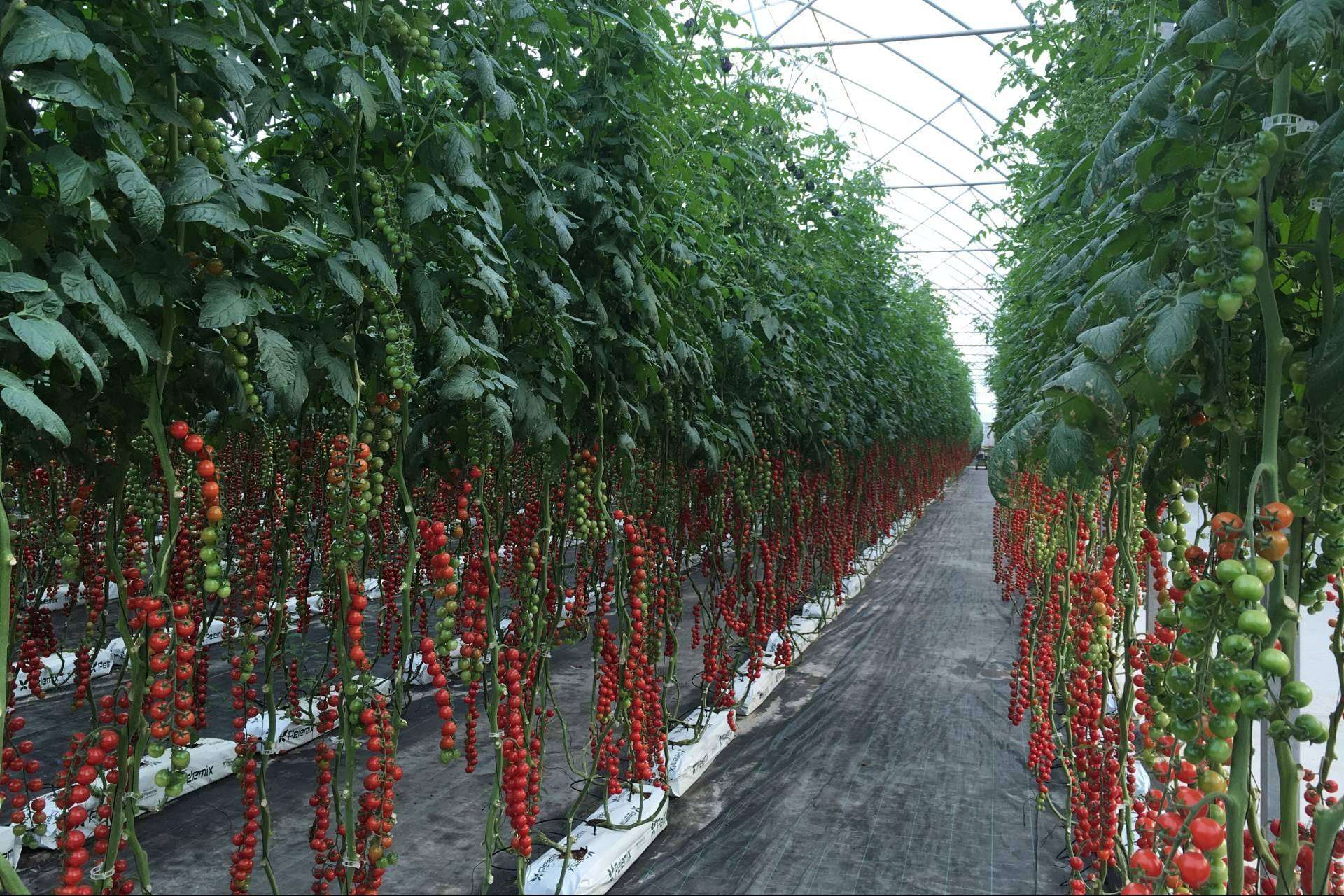 Pelemix cuenta con una solución para los productores comerciales de tomates