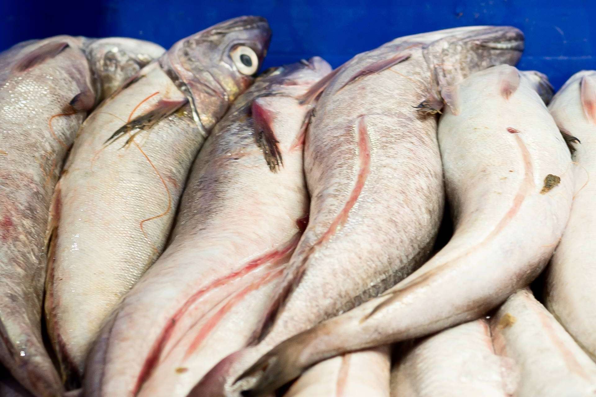 Lonja de Ayamonte entrega de mariscos o pescado fresco en menos de 24 horas a través de expertos