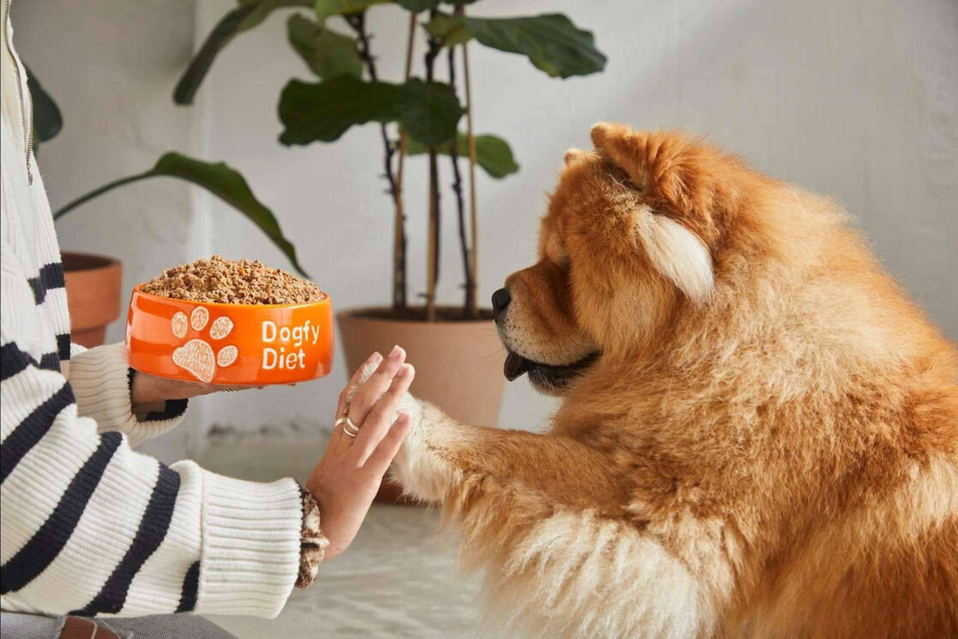 Dogfy Diet ofrece alimentación natural para perros elaborada por expertos
