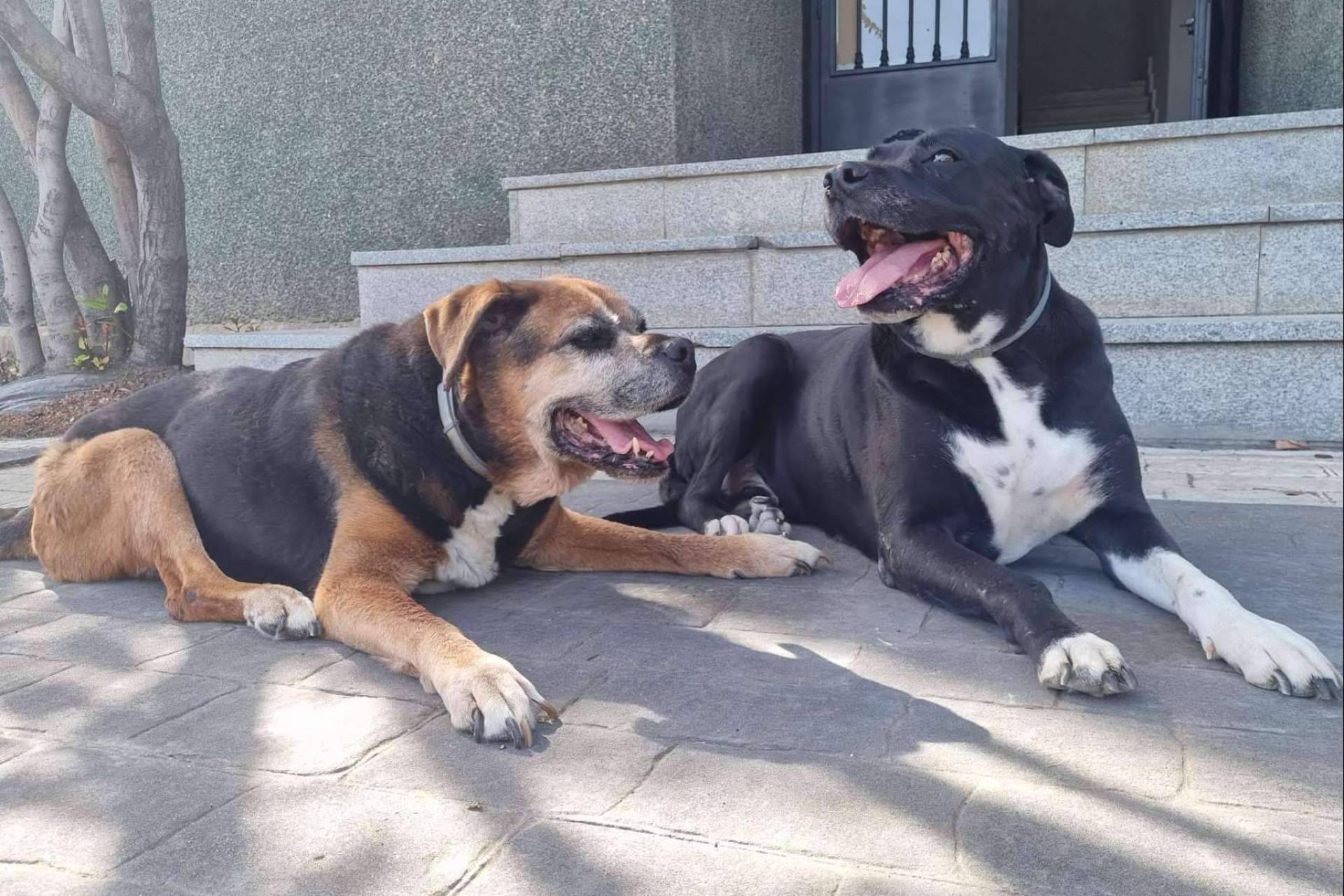 Amazdog, la app para las mascotas