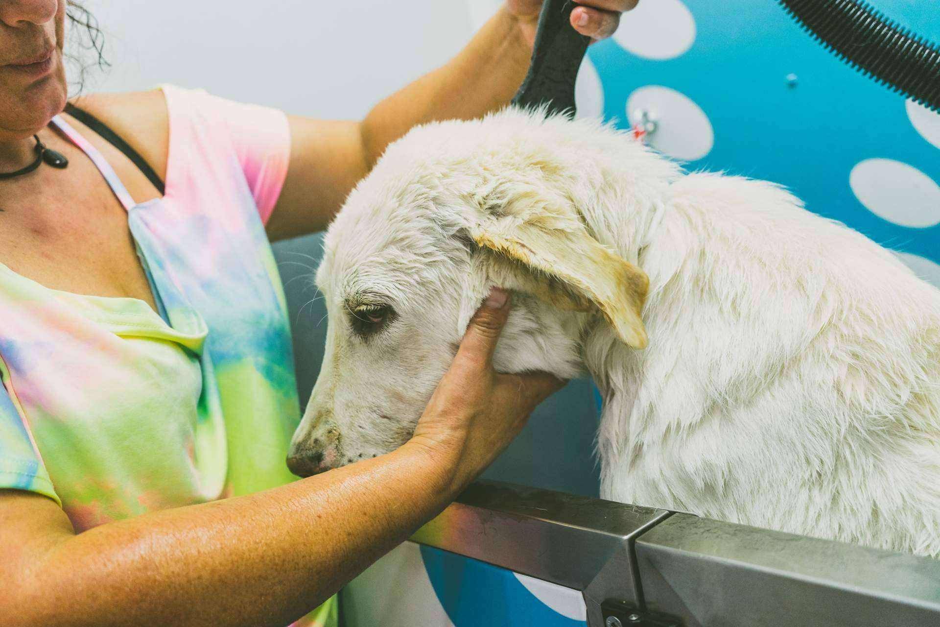 Chapoteando ofrece distintos servicios para alentar el bienestar y cuidado mascotas en España