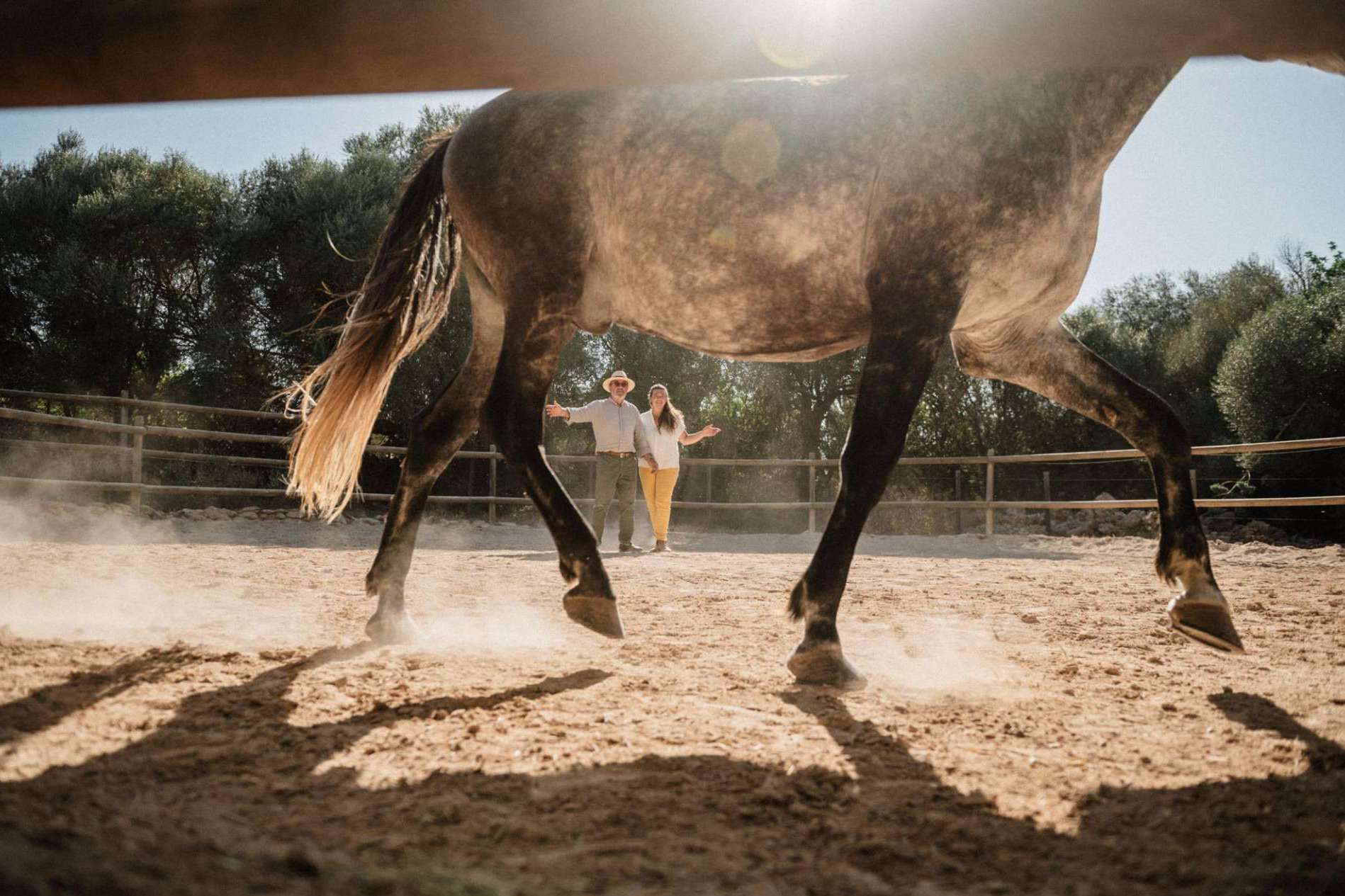 El coaching asistido con caballos para empresas de Son Cavalls