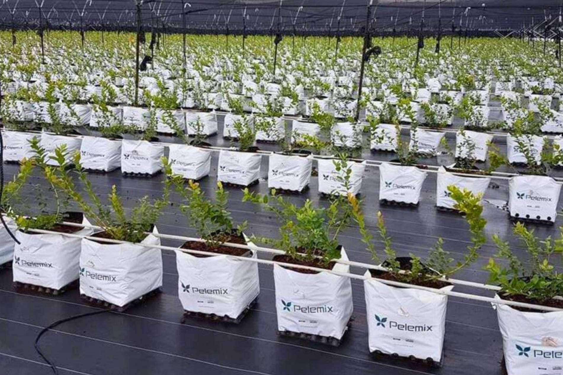 Los últimos avances en el cultivo de frutas blandas con las soluciones Open Tops de Pelemix