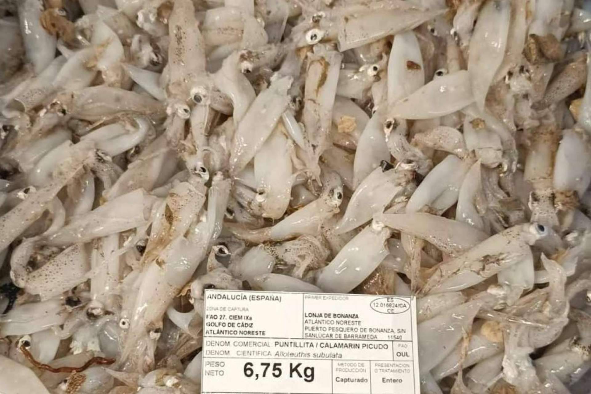 Pescadería Younes Ceuta ofrece pescados y mariscos frescos de alta calidad para preparar platos saludables