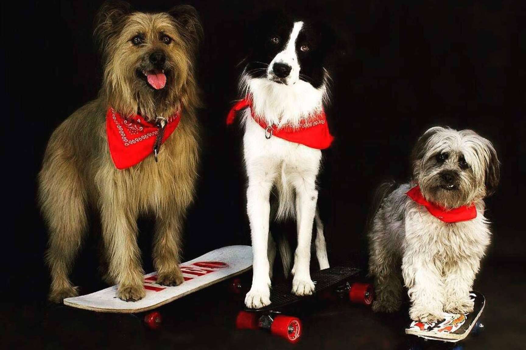 La plataforma de asociaciones por el rescate animal; Amazdog