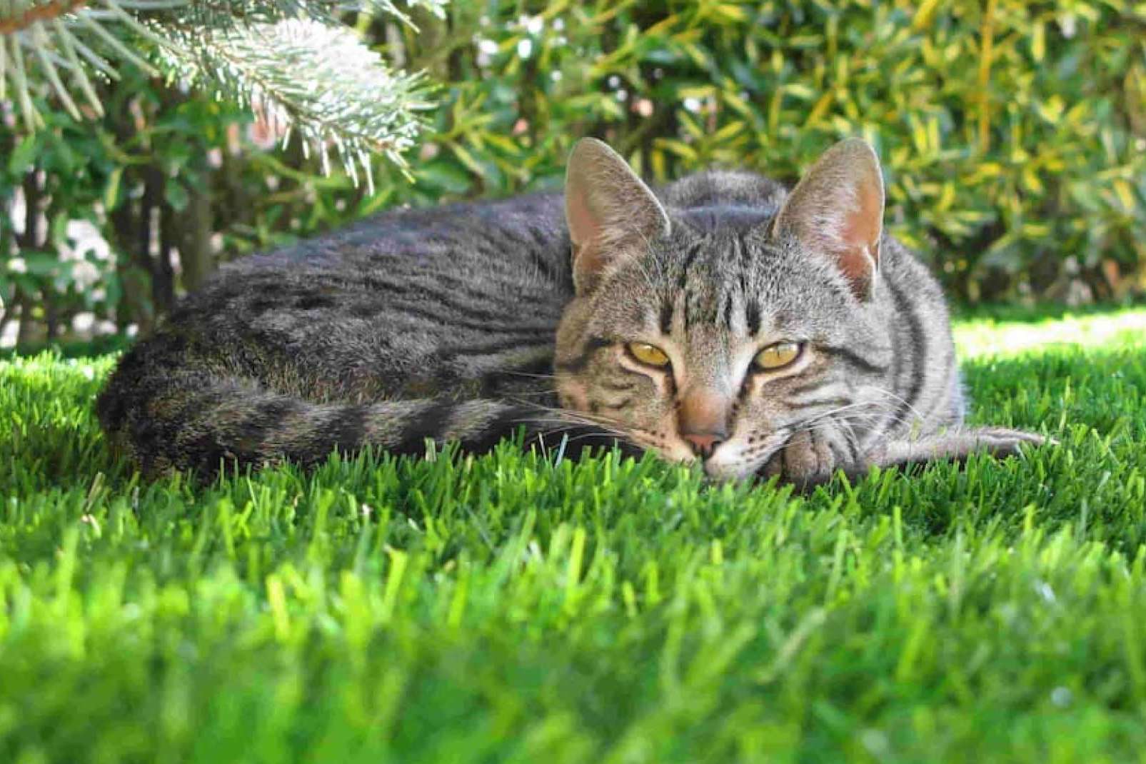 Los consejos y soluciones de Albergrass acerca del césped artificial para mascotas