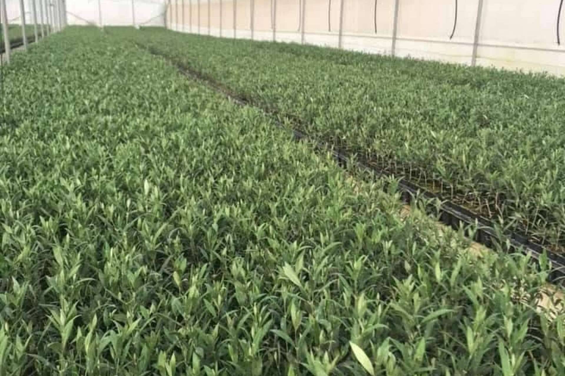 Comex Bodión ofrece variedades de olivo de alta calidad para maximizar la rentabilidad de los cultivos
