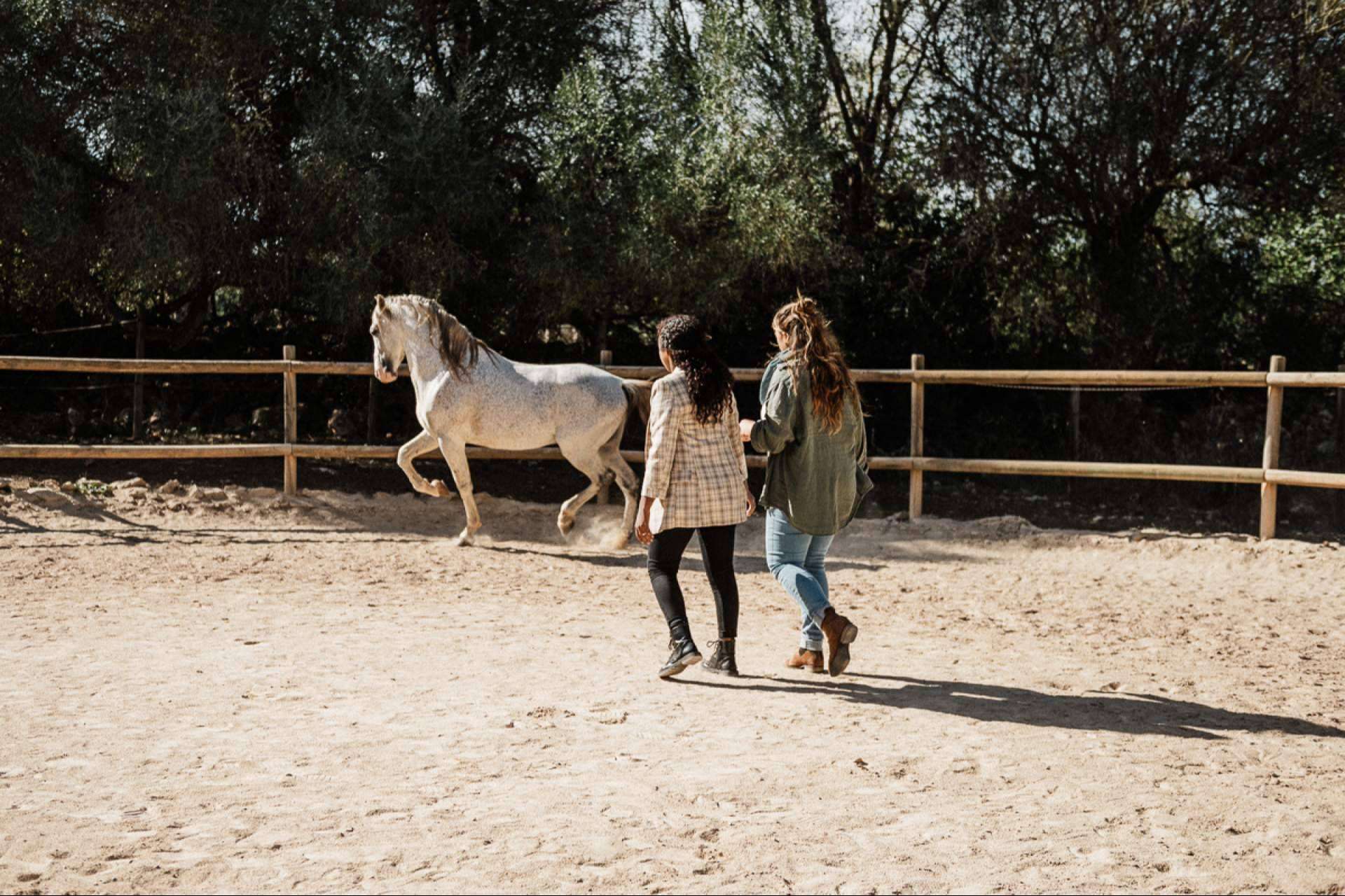 Aprender a comunicar a través de coaching asistido por caballos