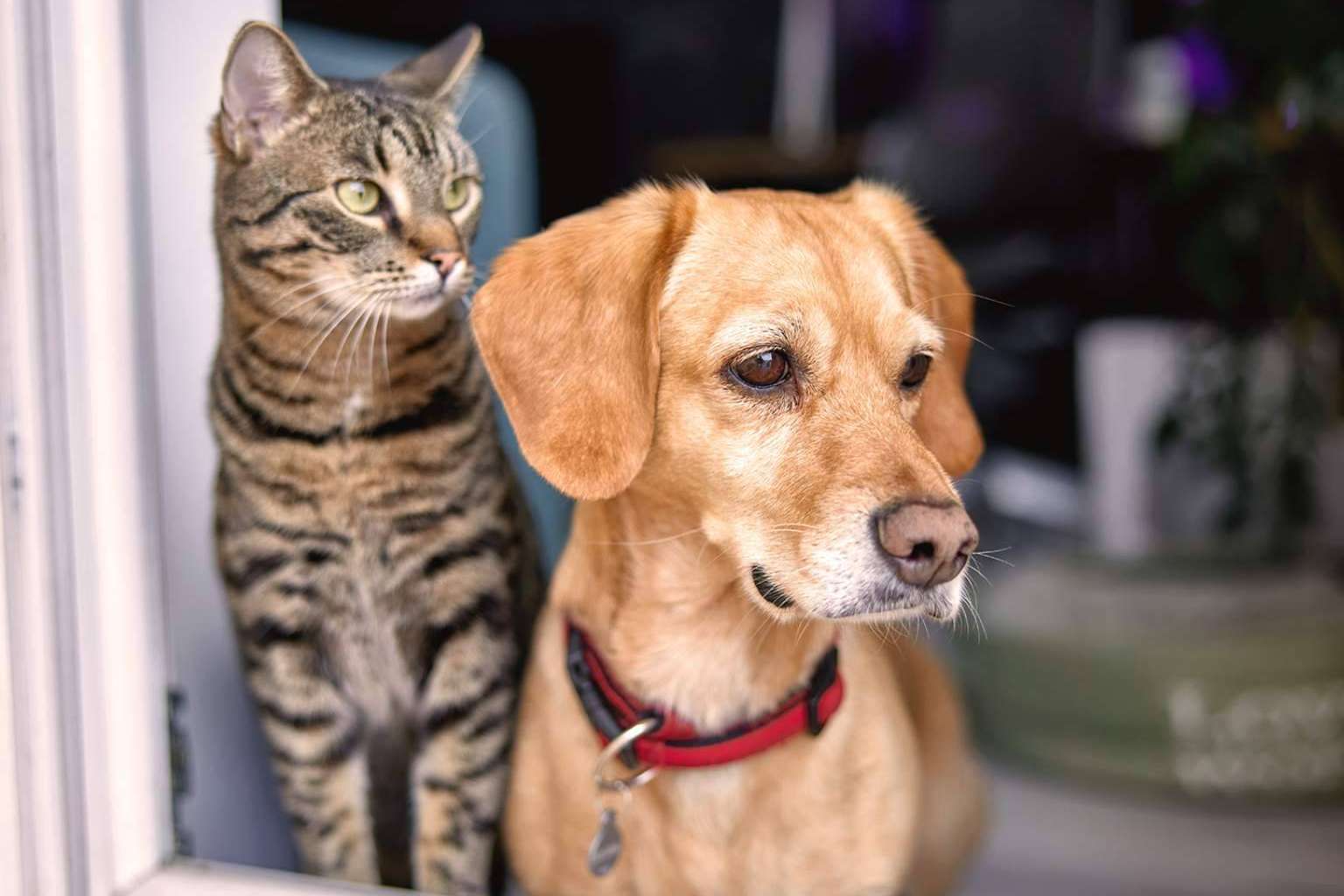 Línea Directa ofrece al segmento de mascotas un seguro competitivo y eficaz
