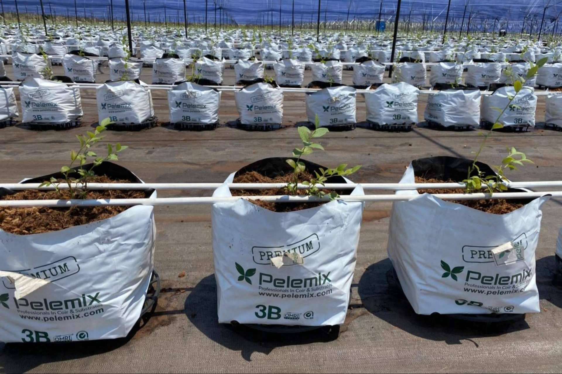 La innovadora fórmula 3B de Pelemix para desarrollar cultivos sostenibles de arándanos