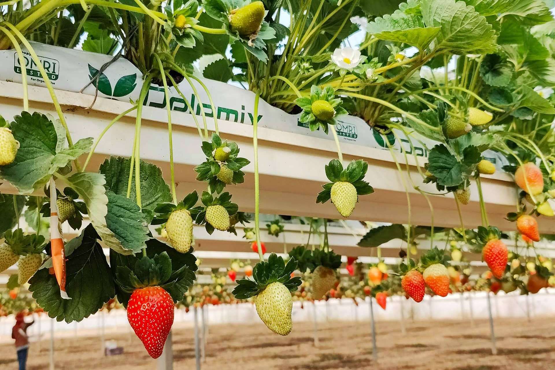 Fibra de Coco de Pelemix, la alternativa eficiente y sostenible en la agricultura