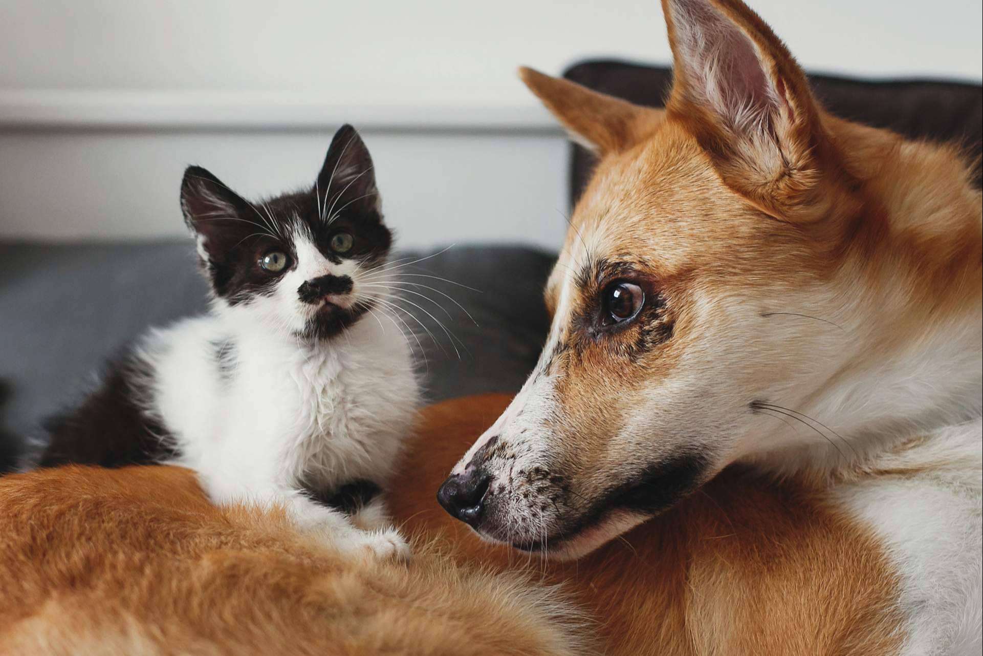 Adoptar mascotas de forma gratuita, en mascotasadopcion.com