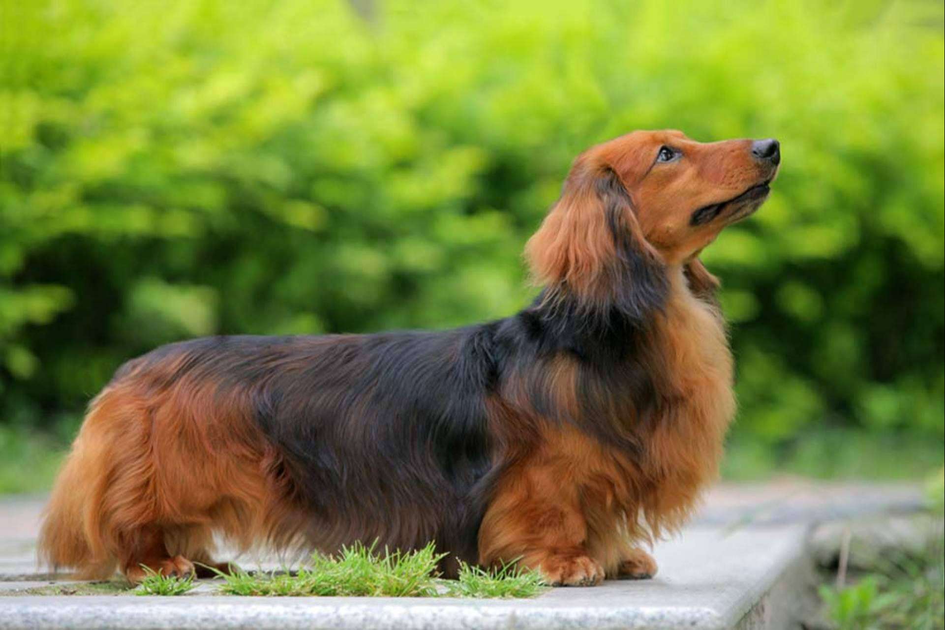 Alimentación recomendada para la crianza de un perro salchicha, por Dogfy Diet