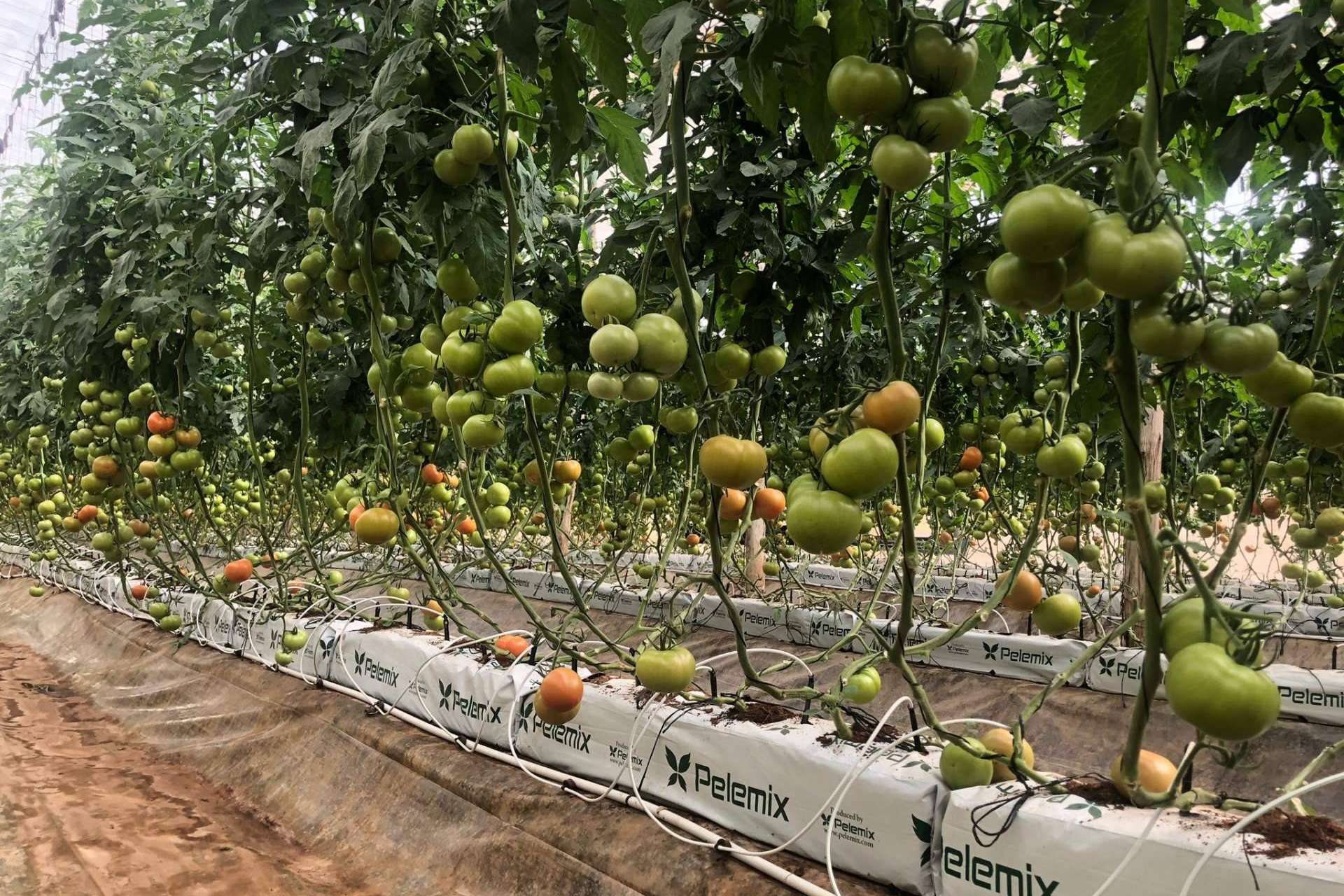 Las Grow Bags de Pelemix facilitan el cultivo de tomates de calidad en cualquier clima y época del año