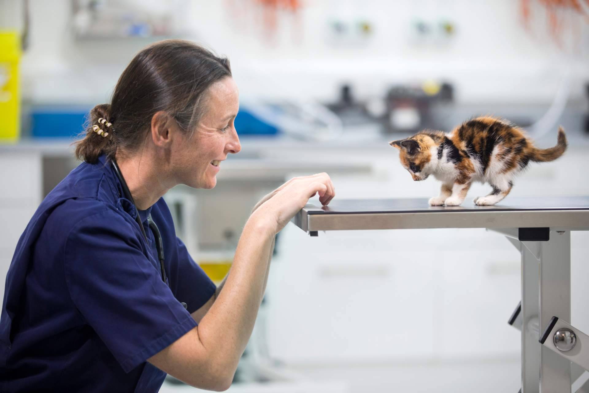 Vetformación ofrece 500 euros de descuento en el curso de Auxiliar de Clínica Veterinaria en la modalidad presencial