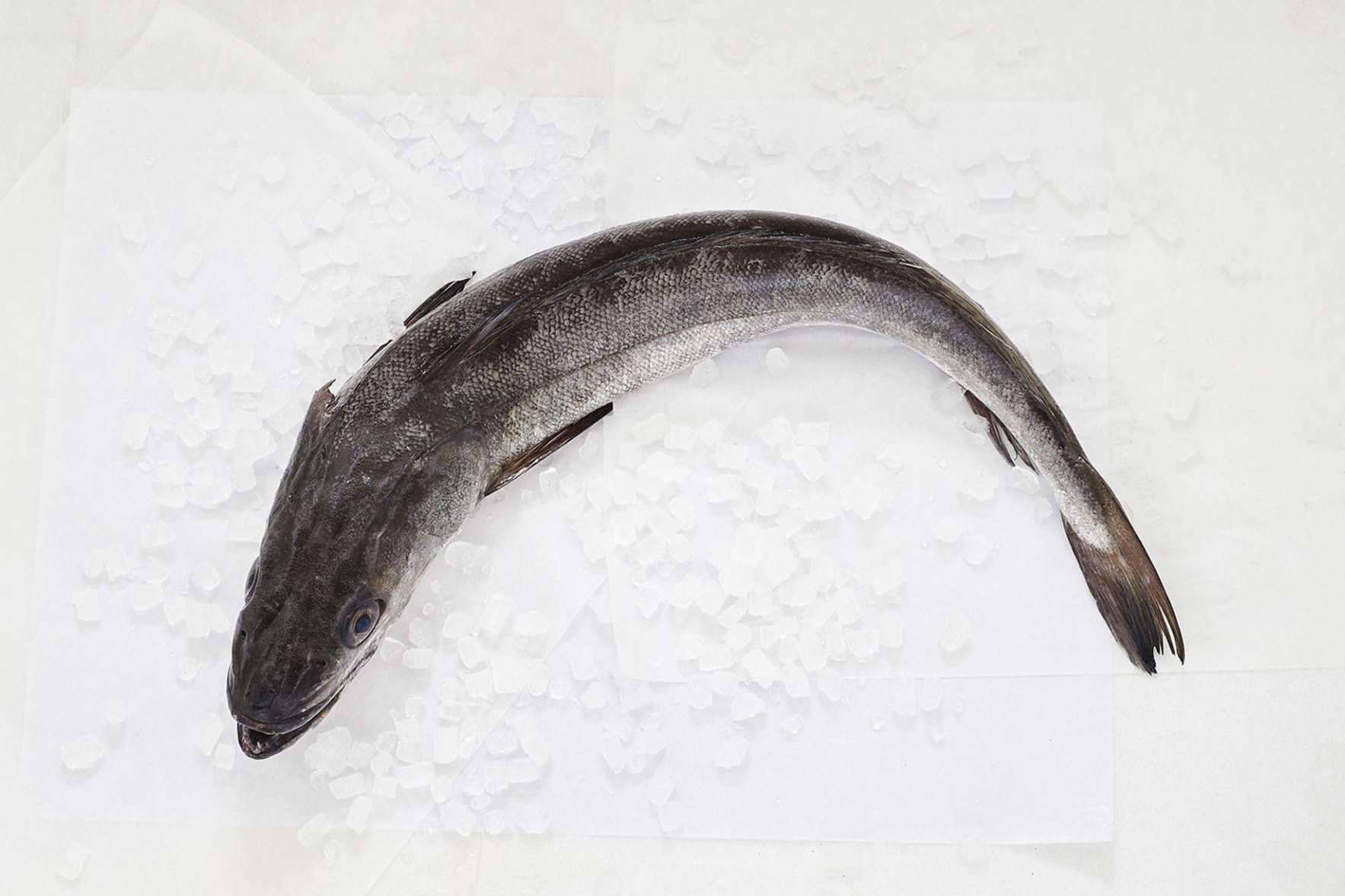 Volver a la rutina saludable con pescado blanco, una de las mejores opciones tras las vacaciones