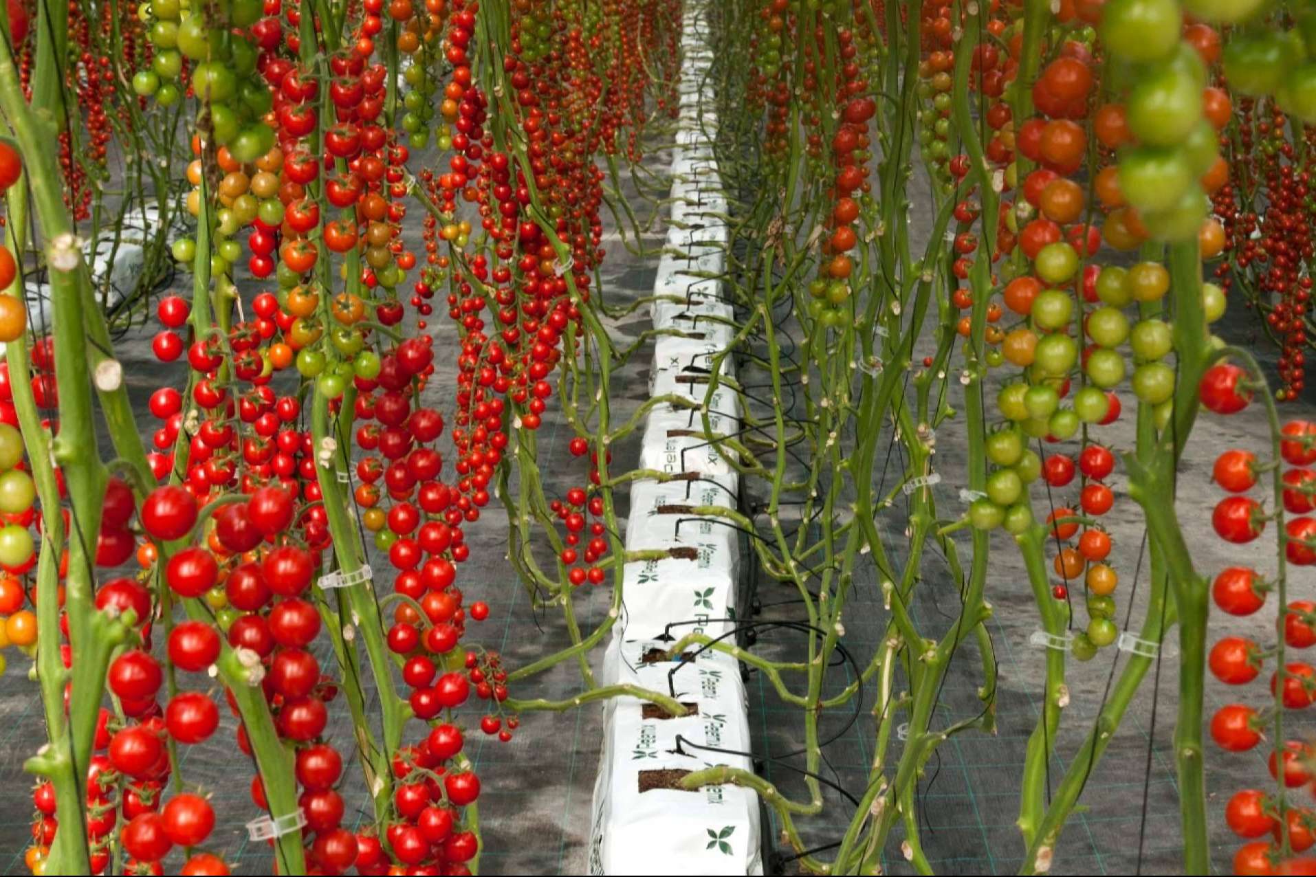 Crecimiento rentable y sostenible en el cultivo de tomates con Pelemix y sus sustratos de coco