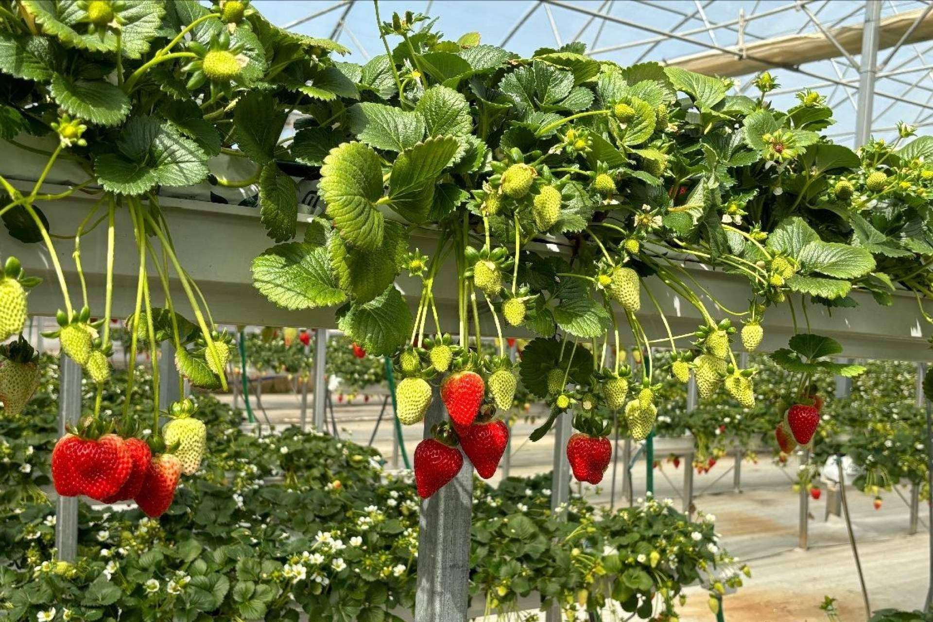 Soluciones sostenibles para el cultivo de fresas