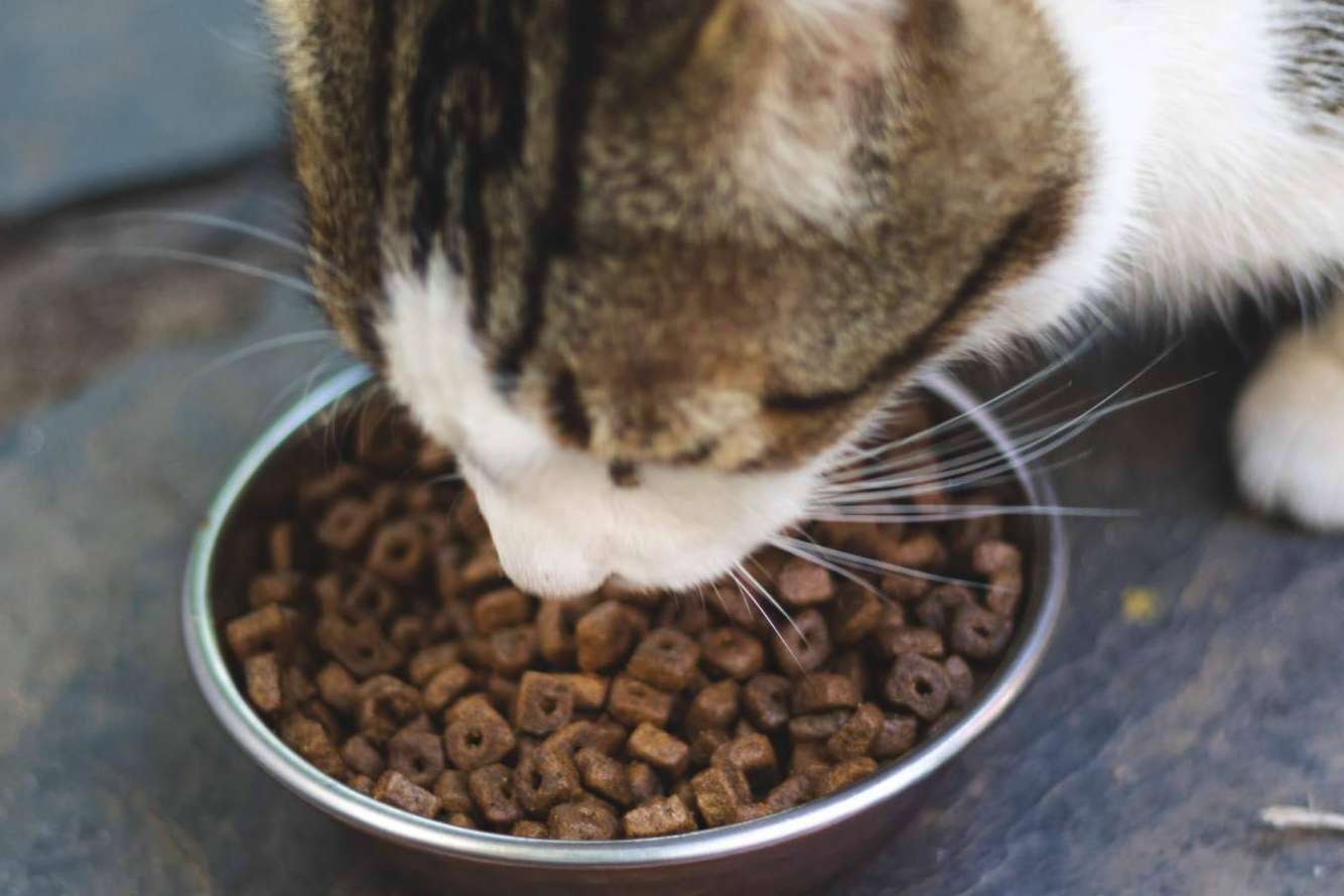 Pienso Solidario Feral, un alimento que fortalece a los gatos ferales y apoya a las protectoras