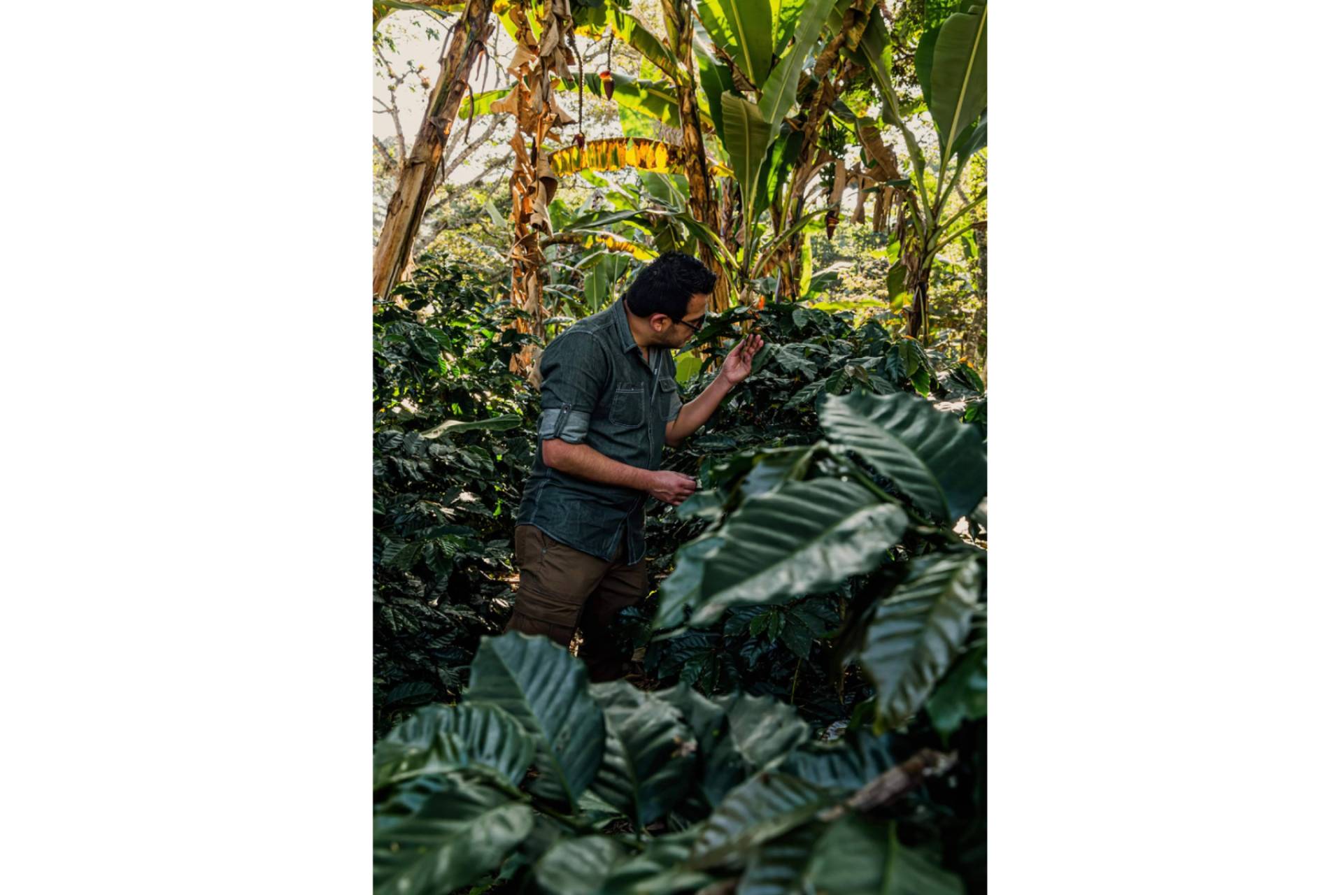 Café en grano para oficinas, Fresh OCS destaca los beneficios de esta solución en el entorno laboral